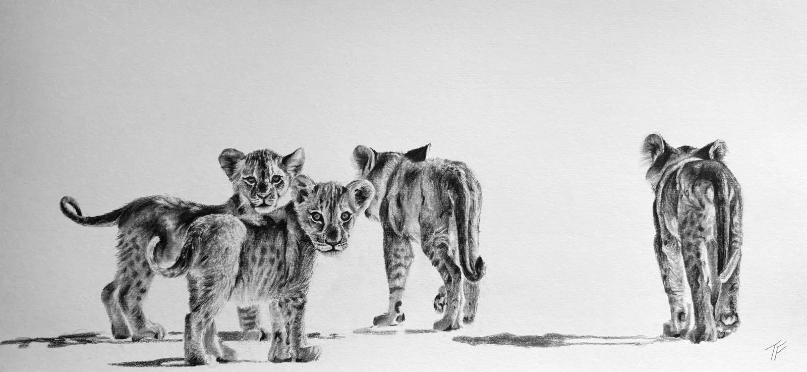 Black and white drawing of four tiger cubs, with one looking directly forward, one with its back turned, one with its head turned to the side, and one with its back to the viewer, standing on a flat surface.
