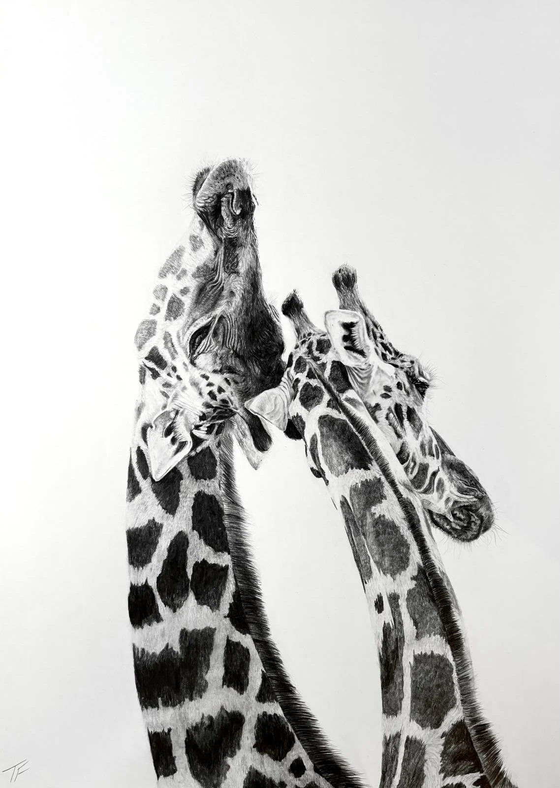 A detailed black and white drawing of two giraffes touching noses and necks.