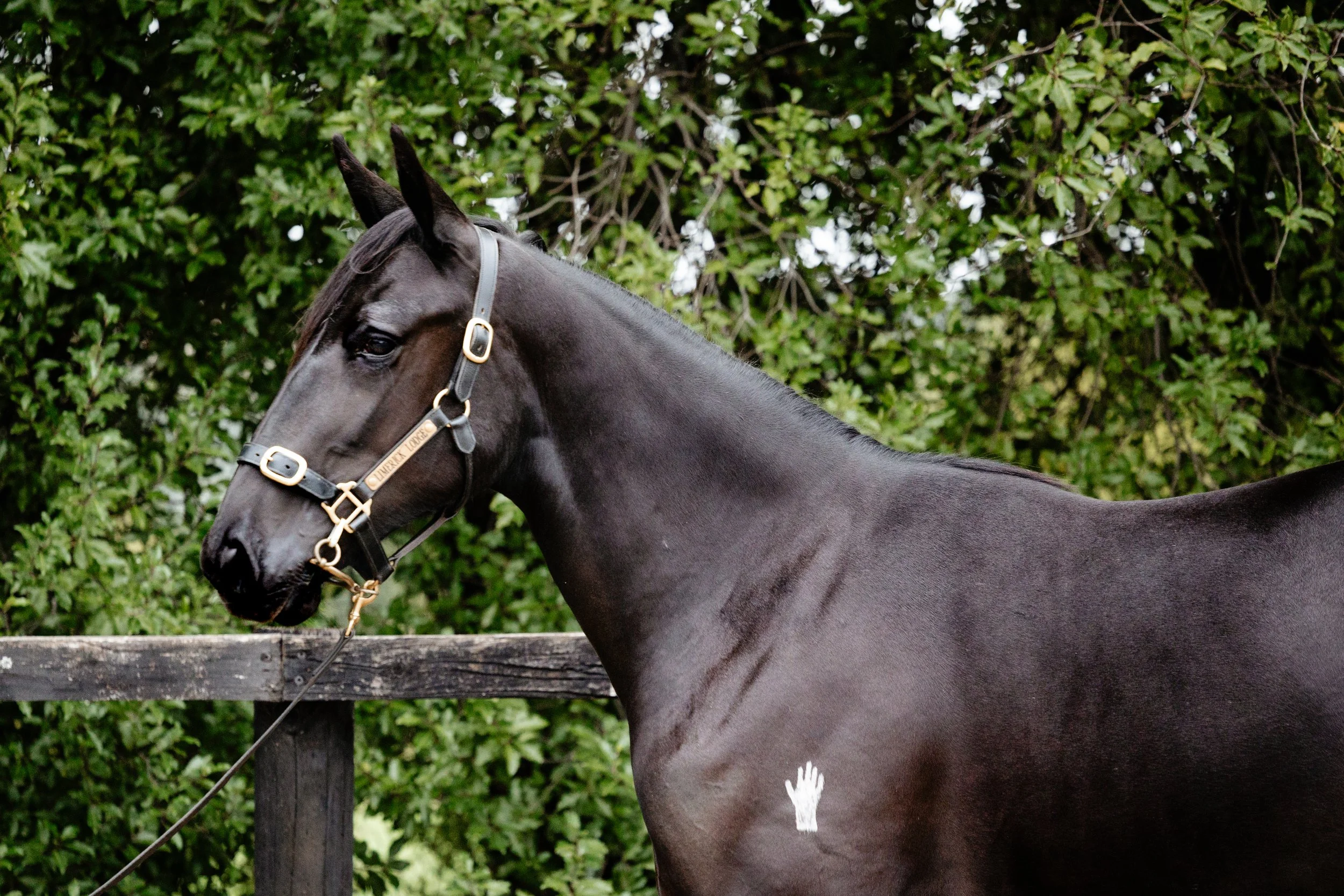 equine sales photo