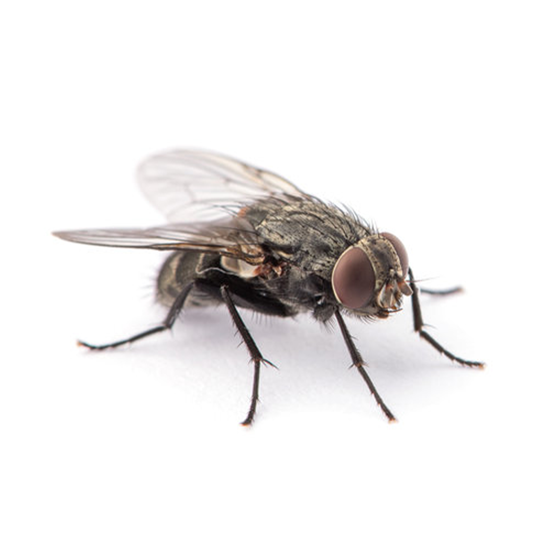 FLYSWAT