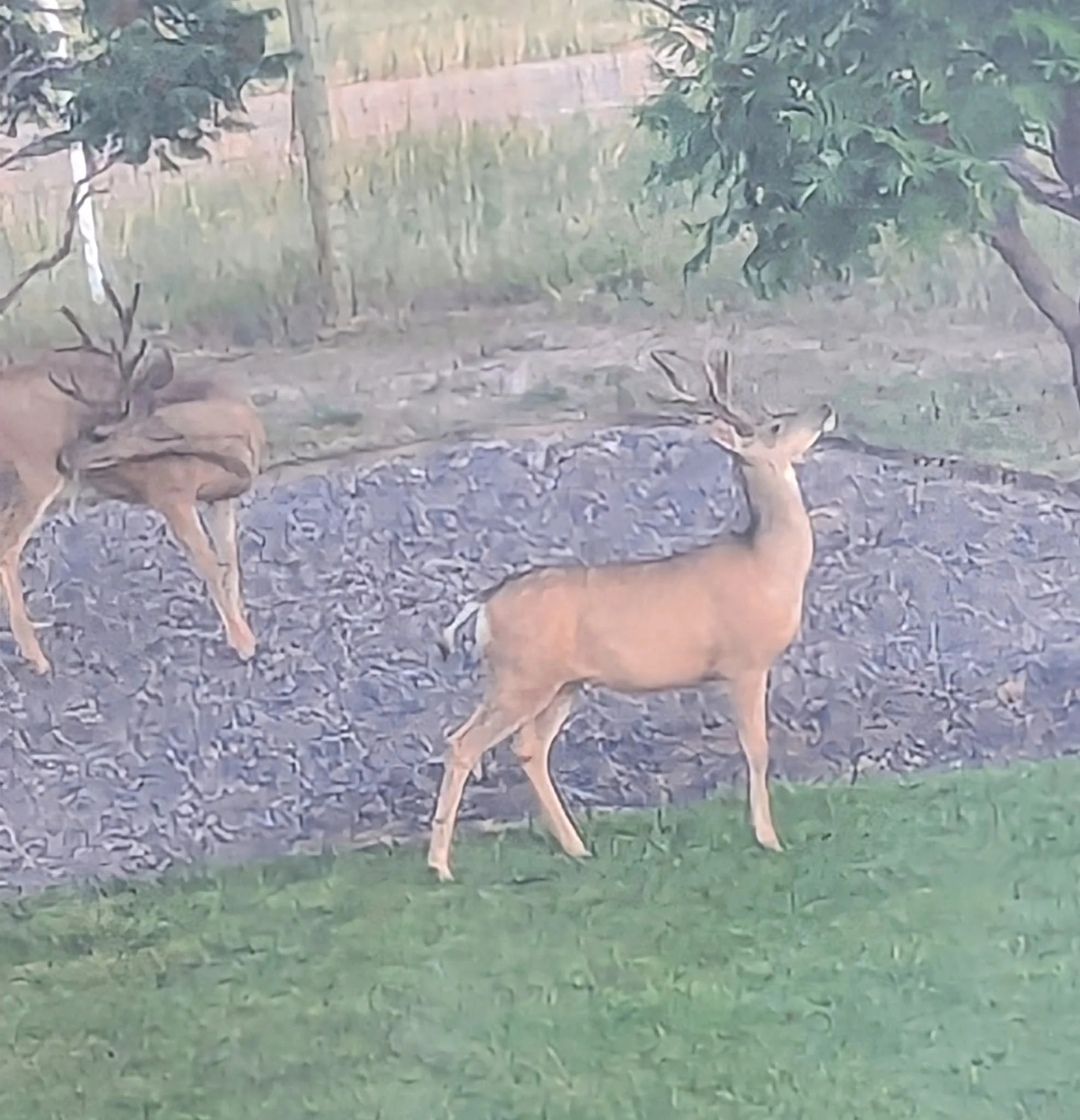 A deer with prominent antlers spotted near our hotel in the Littleton, Colorado, area.