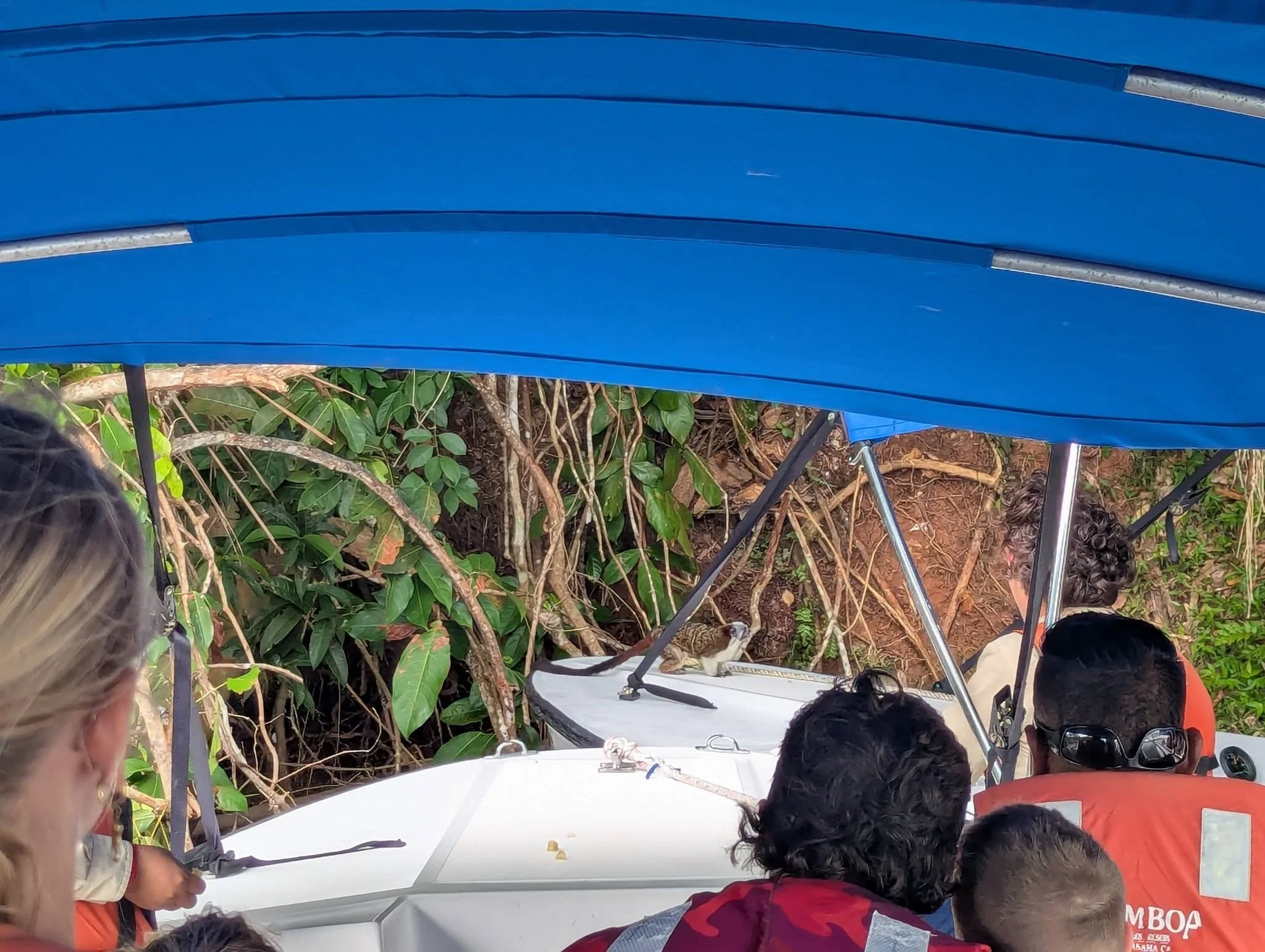 Small covered tour boat approaching a monkey along the forested shoreline of the Panama Canal in Panama.