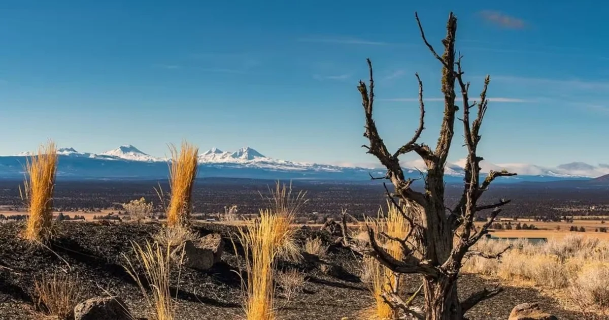 Golden grasses and a weathered tree overlooking the high desert near Powell Butte, Oregon, with snowcapped Cascade Mountains on the horizon.