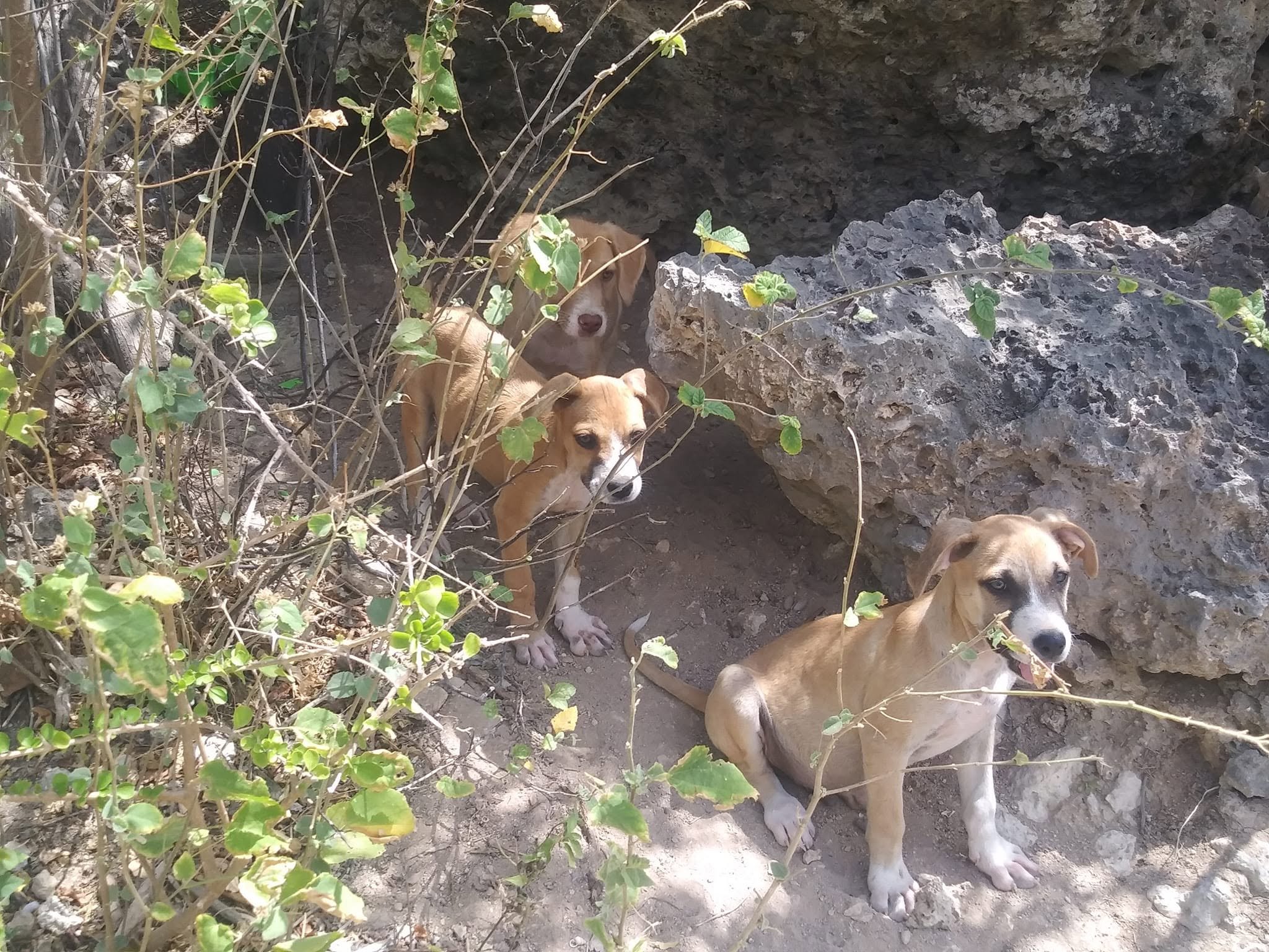 Several young puppies resting among rocks and brush near the travelers’ rental house in Curaçao.