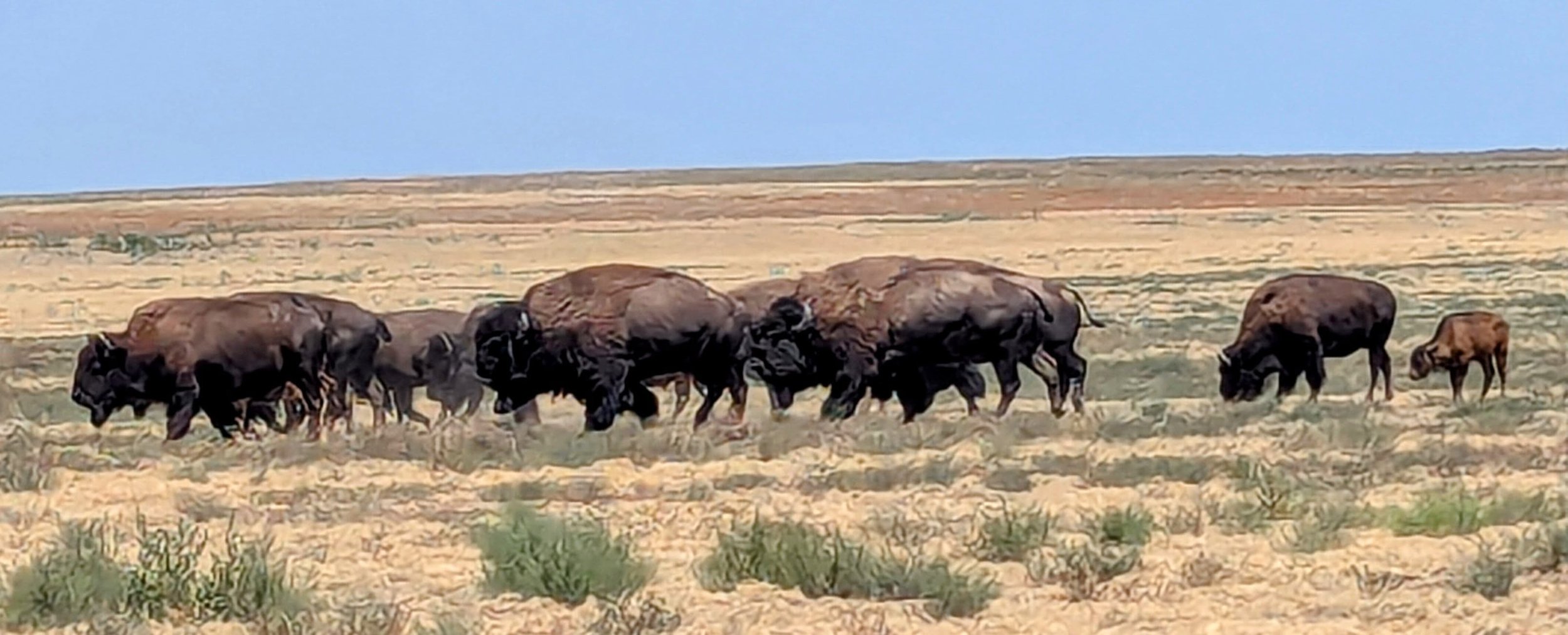 American bison grazing in the open grassland at Rocky Mountain Arsenal National Wildlife Refuge near Denver, Colorado.