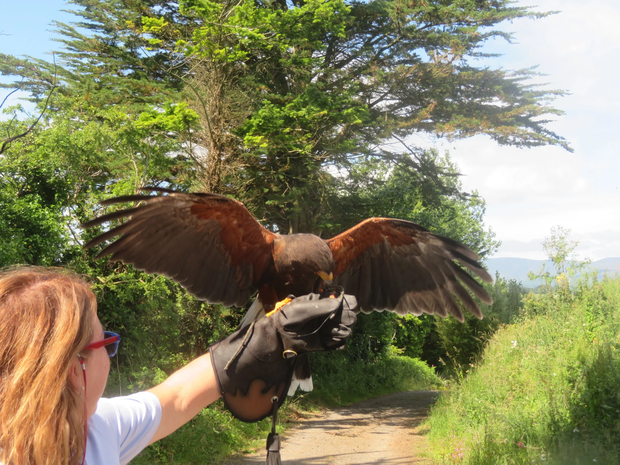 gina flying mikey the hawk