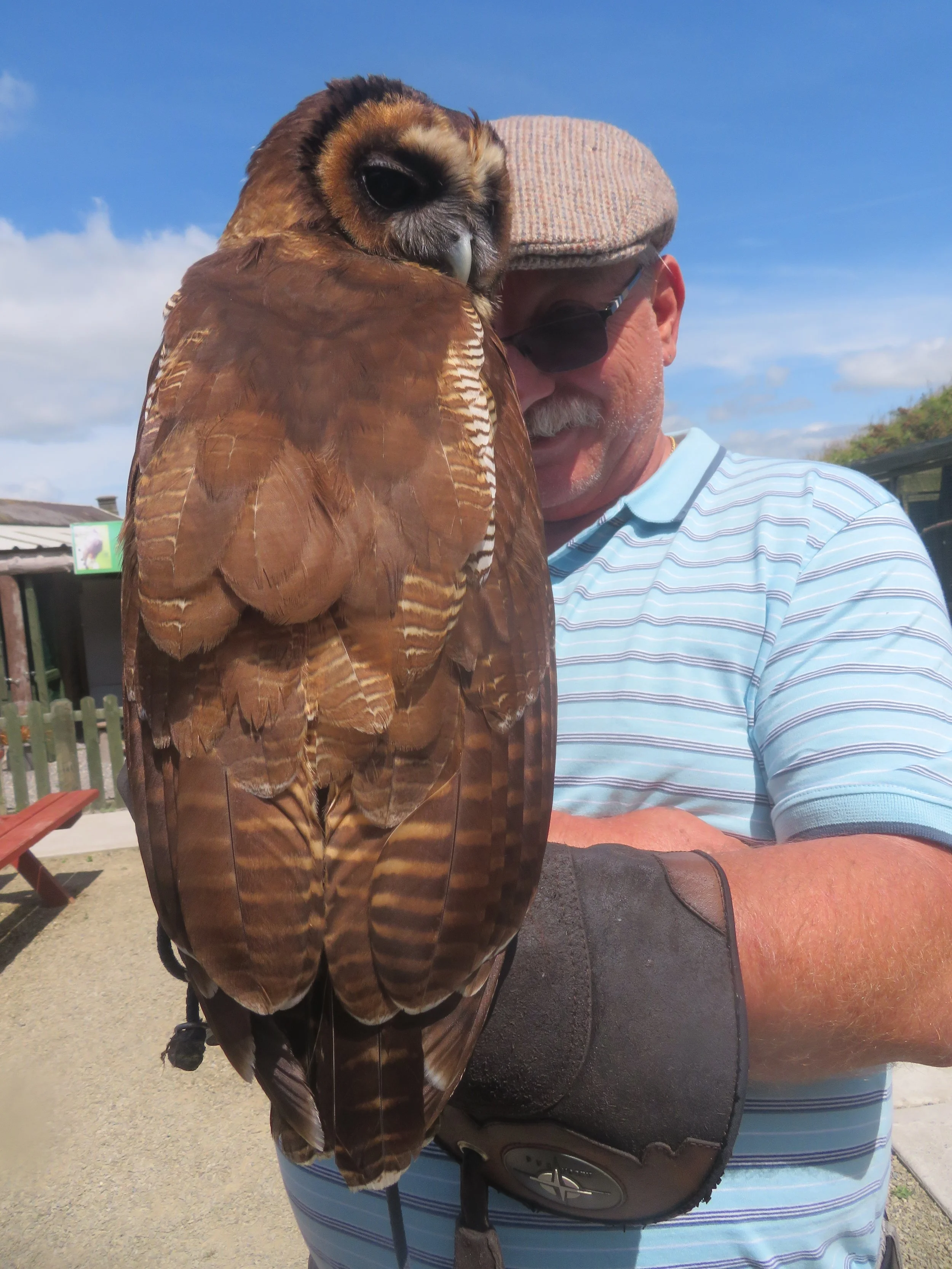 Holding a large owl during a falconry experience in Ireland.