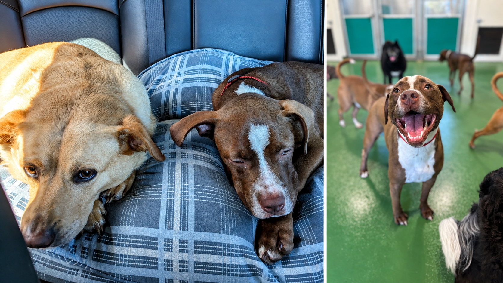 Two dogs relaxing together during a road trip beside a photo of one dog happily playing at a boarding facility.