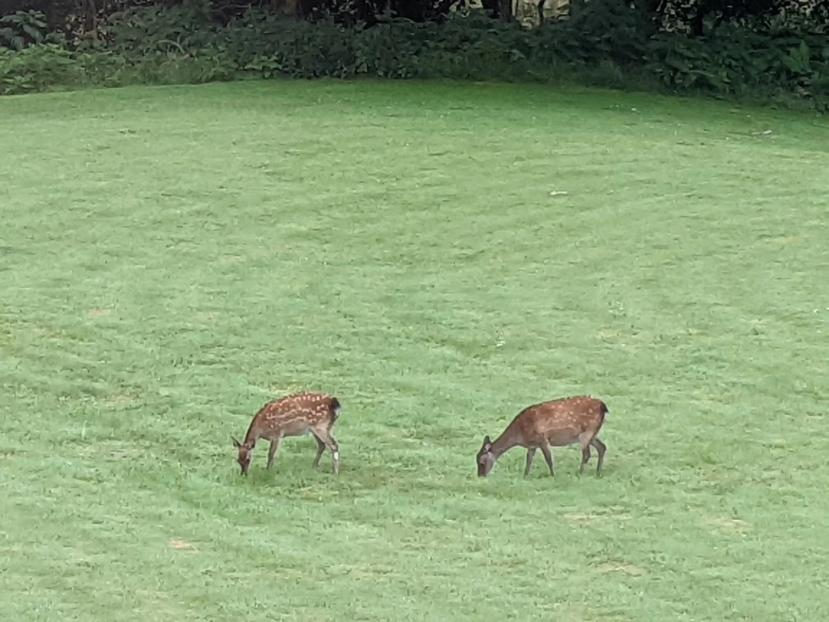 Deer grazing outside Friars Glen Country House near Killarney during breakfast