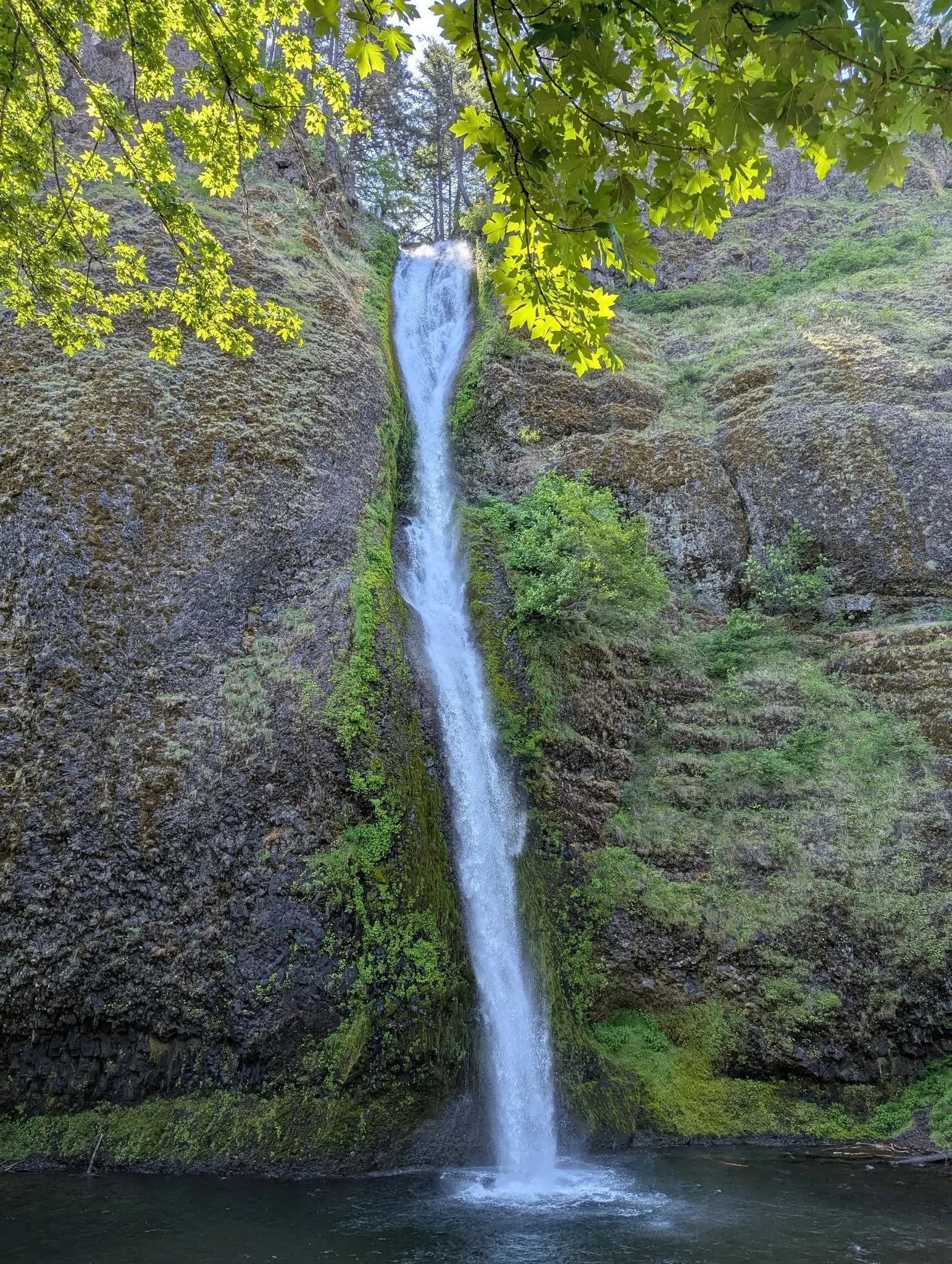 Horsetail Falls plunging down a moss-covered rock face into a pool, framed by sunlit green leaves in the Columbia River Gorge.