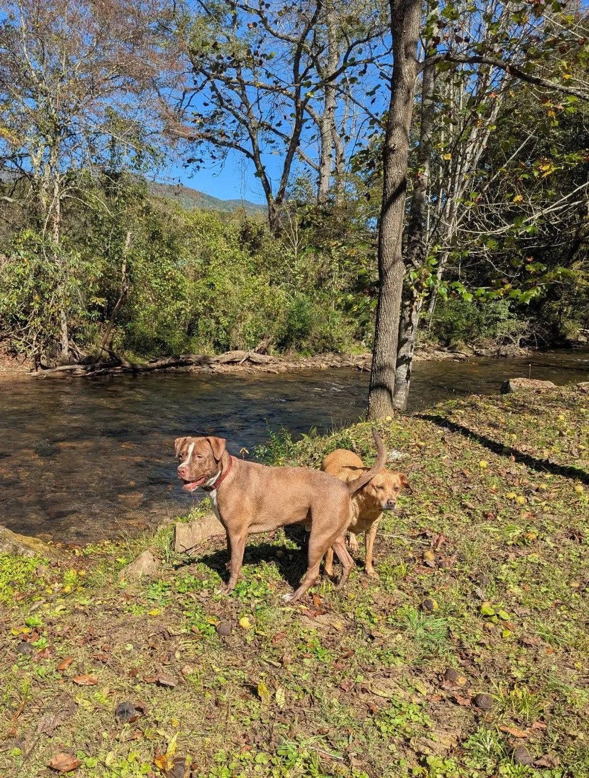 Amber and Cooper standing beside a mountain creek during a road trip to North Carolina.