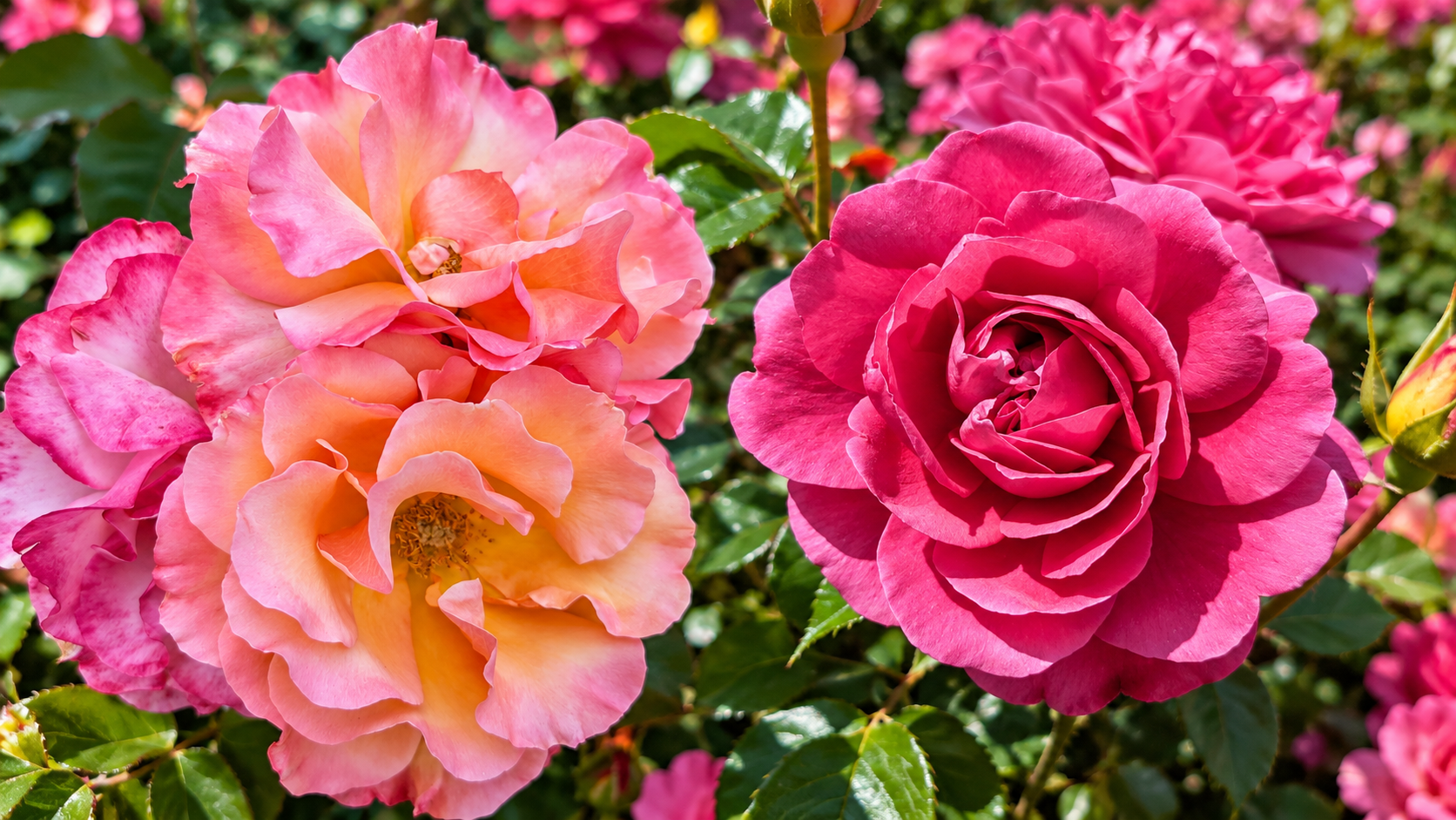 Two colorful roses photographed at Portland's International Rose Test Garden, showing delicate layered petals in contrasting warm pink and peach tones.