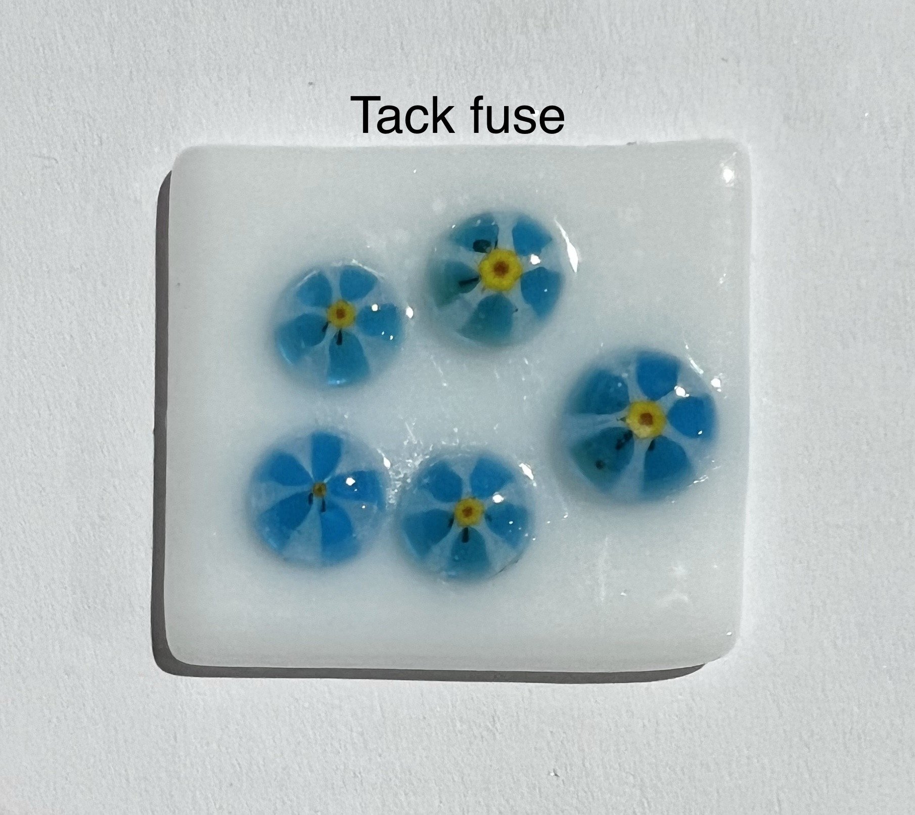 01 turquoise daisy 2.JPEG