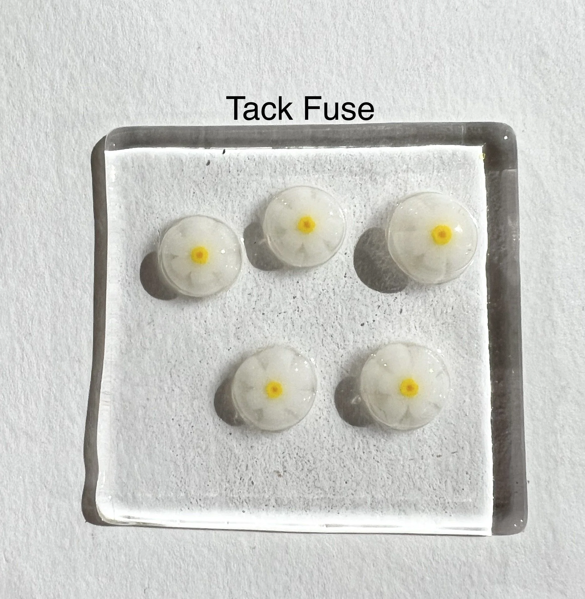 01 oxeye 2.JPEG