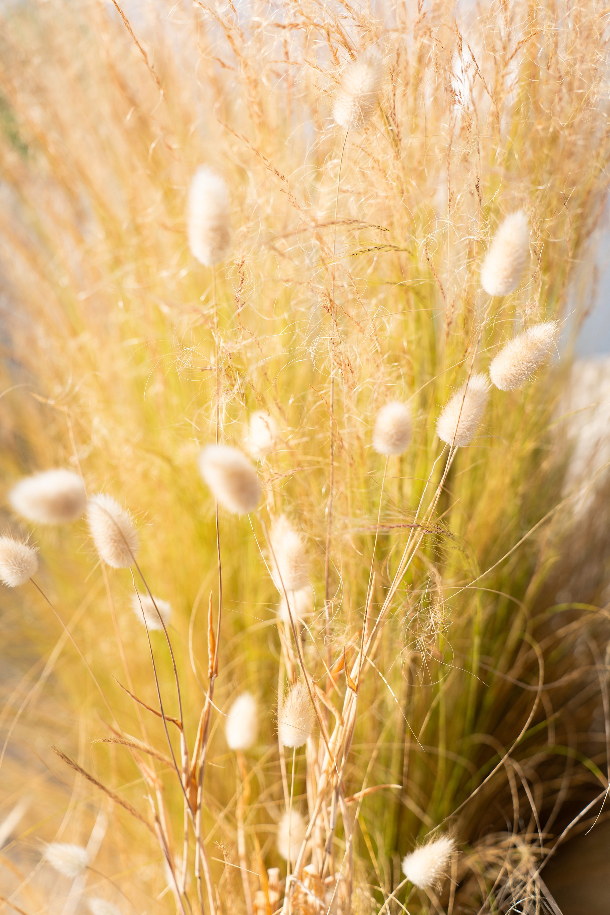 Plantes de roseau avec des tiges fines et des plumeaux blancs en rangée.