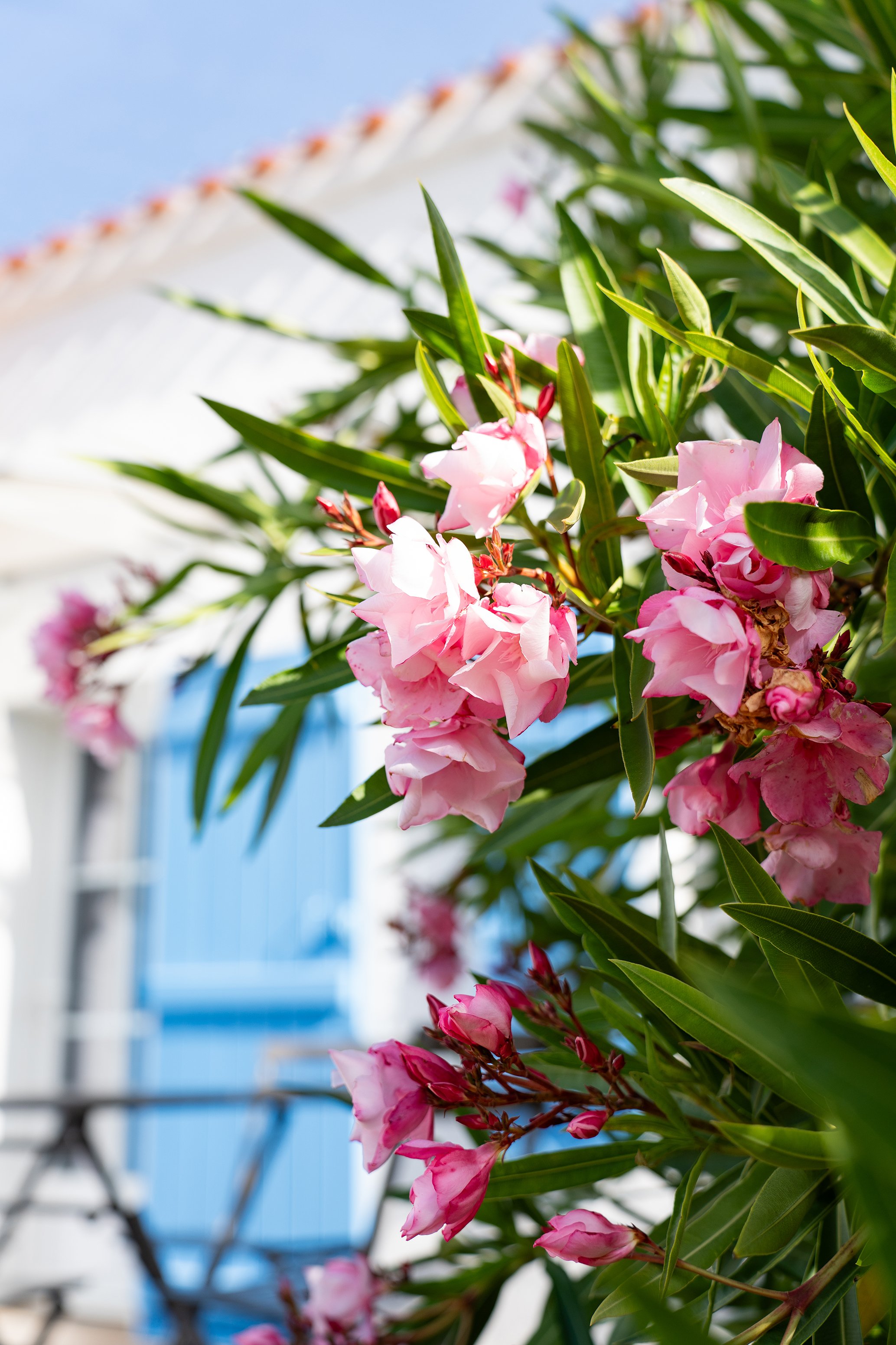 Fleurs roses sur une branche avec des feuilles vertes, fond d'un bâtiment bleu et ciel bleu.