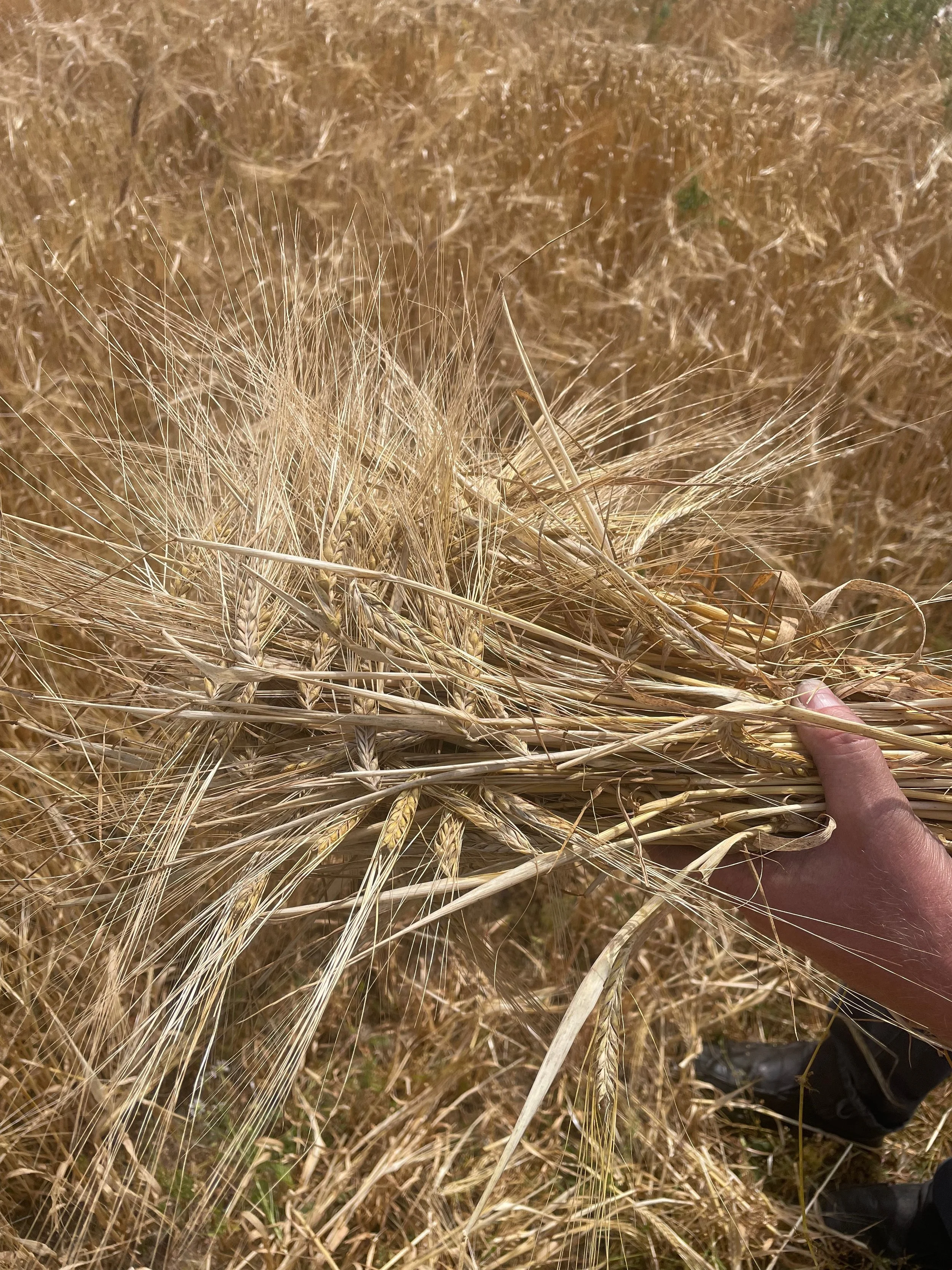 Close-up of wheat stalks in a field, with a person's hand holding some of the wheat, and some black shoes visible at the bottom right corner.