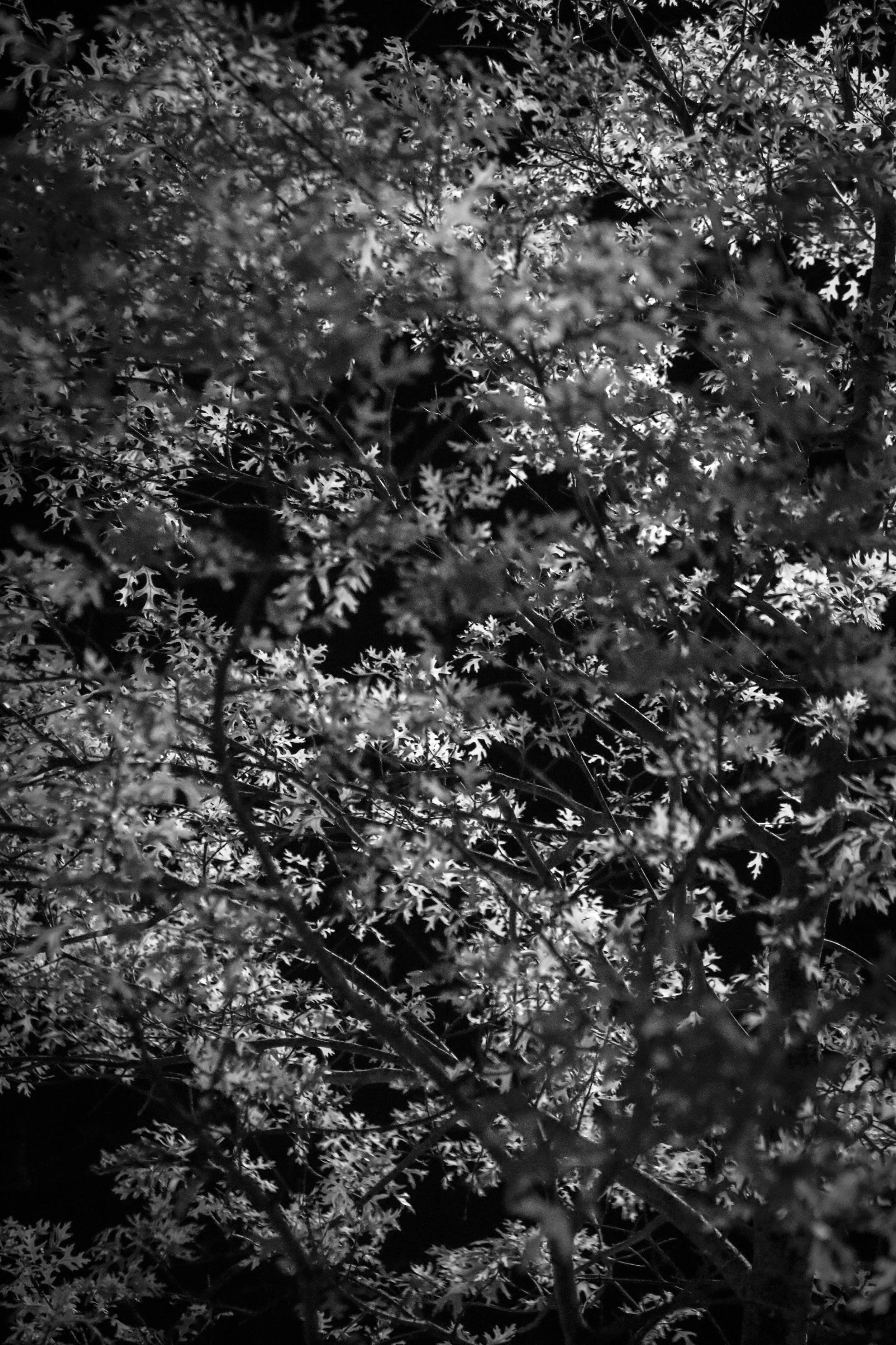 LEAVES.JPG