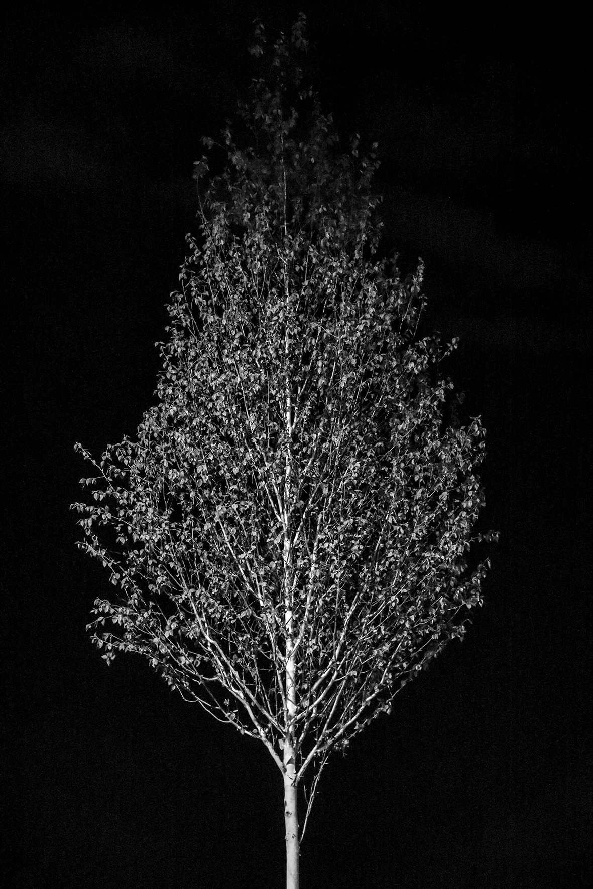 TREE.JPG