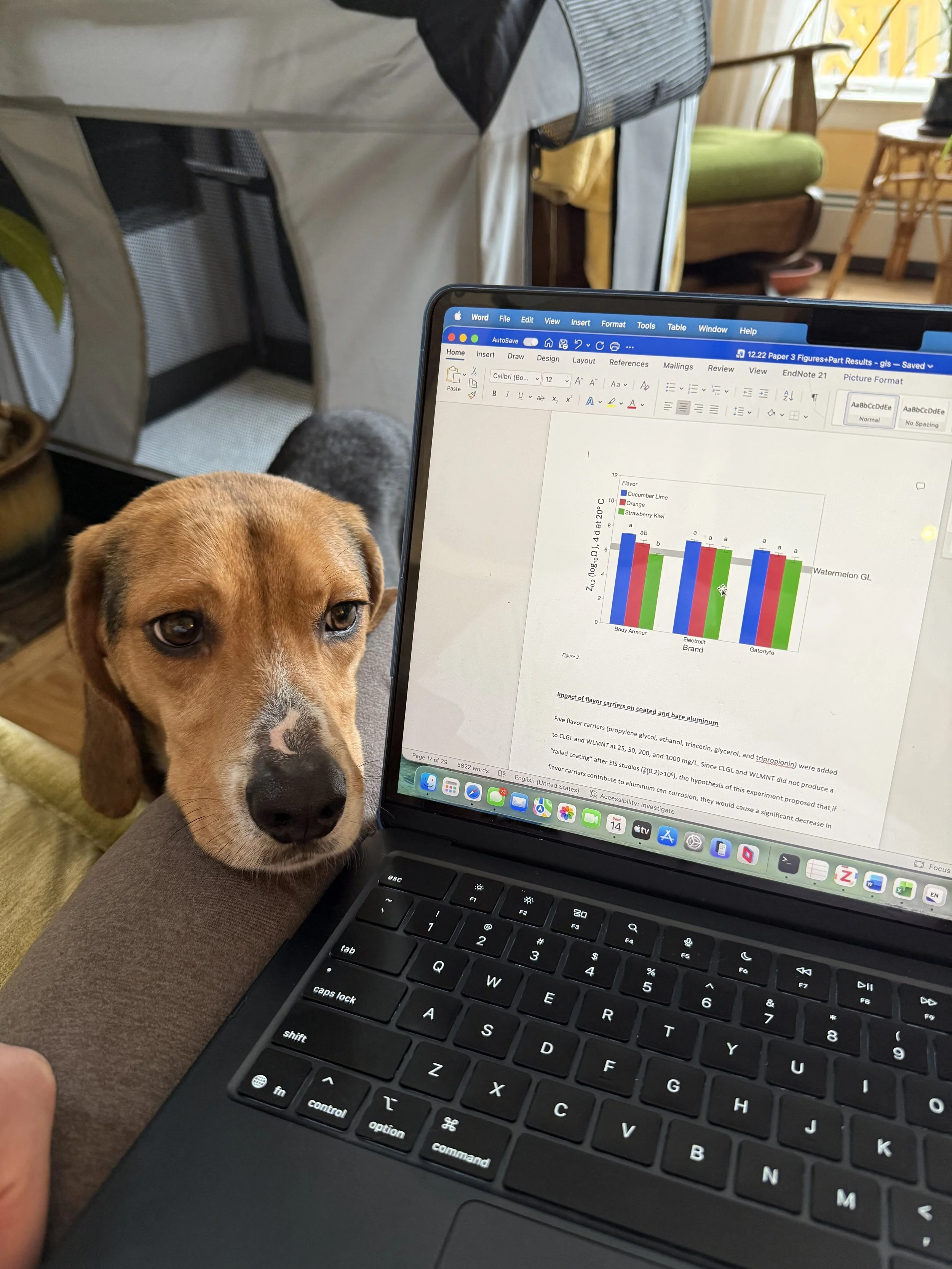 A laptop computer on a person's lap displaying a bar chart in a document, with a puppy's face partly obscuring the view of the person's leg.
