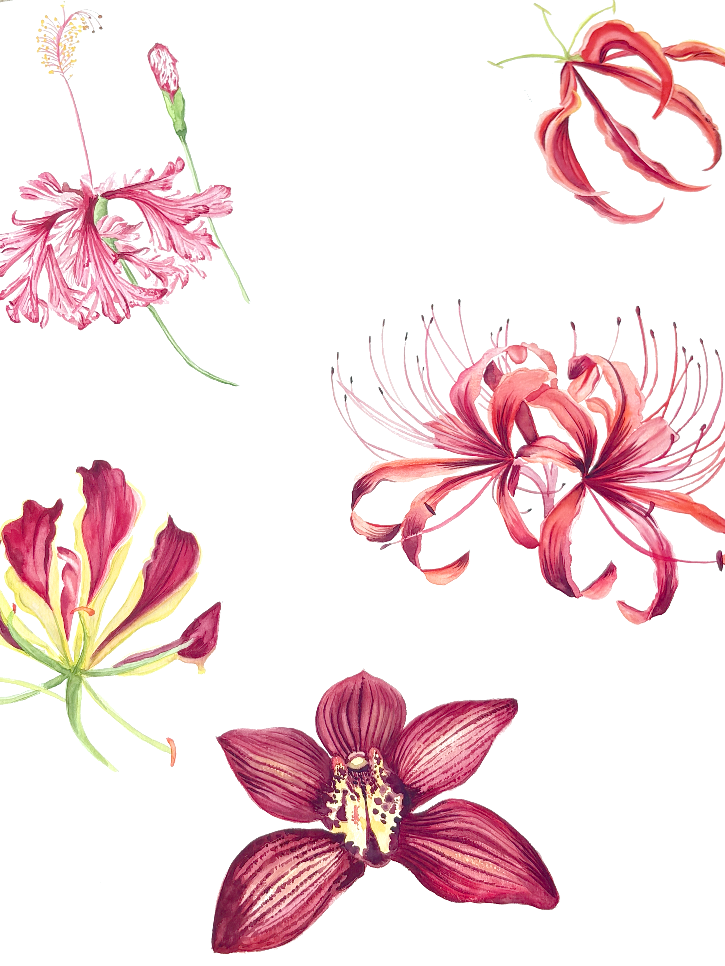 Watercolor illustration of various flowers, including pink lilies, red lilies, and purple orchids, arranged on a white background.