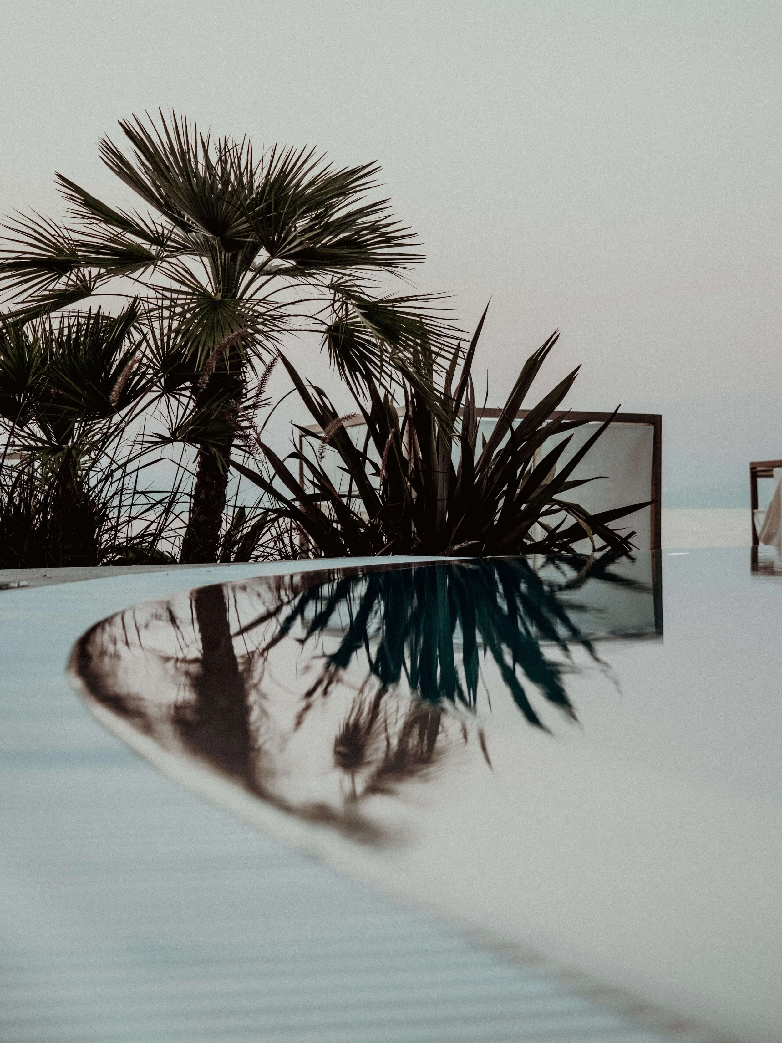 A silhouette of palm trees and plants reflected in a swimming pool with a clear sky in the background.