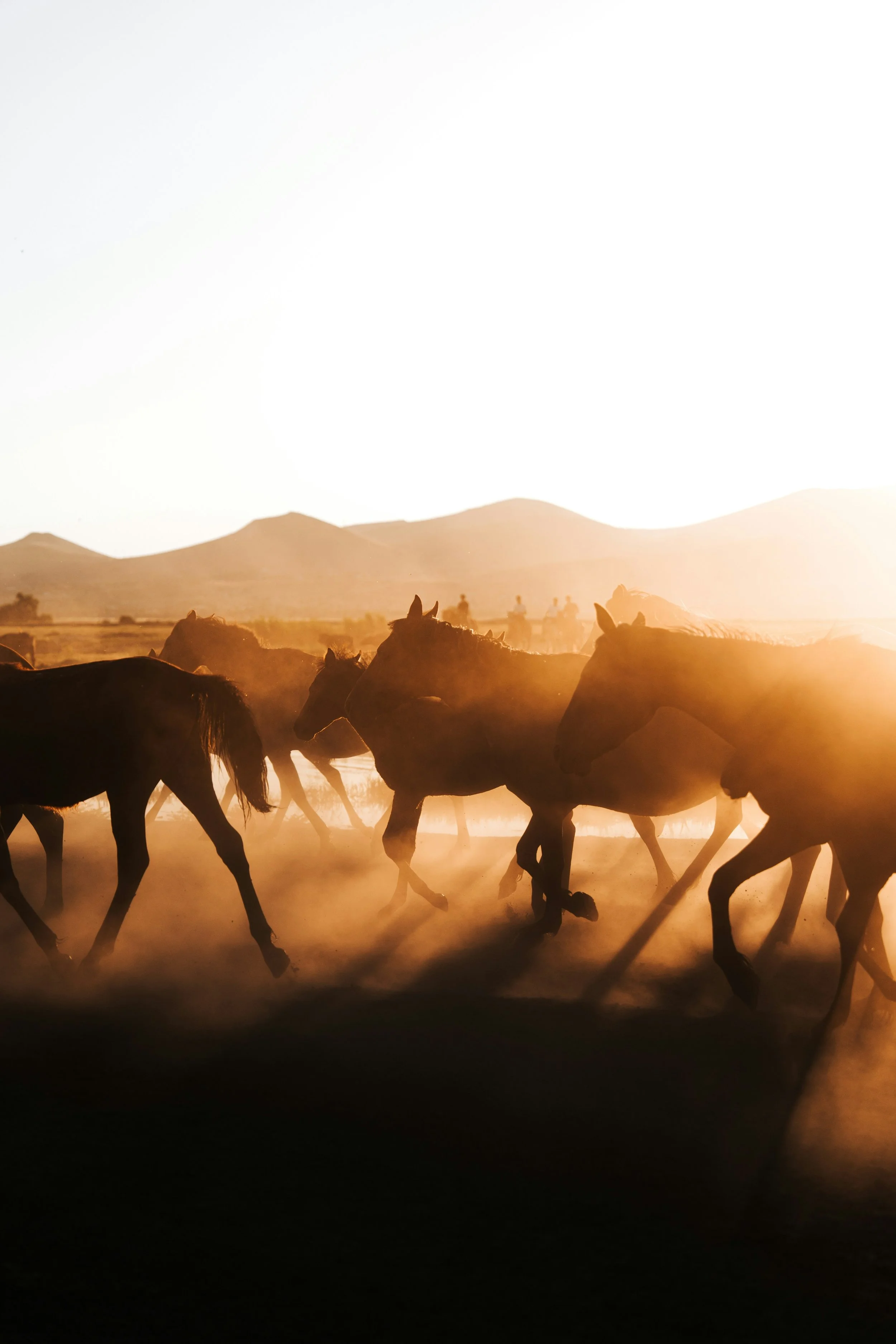 Horses running on a dusty plains with mountains in the background during sunset.