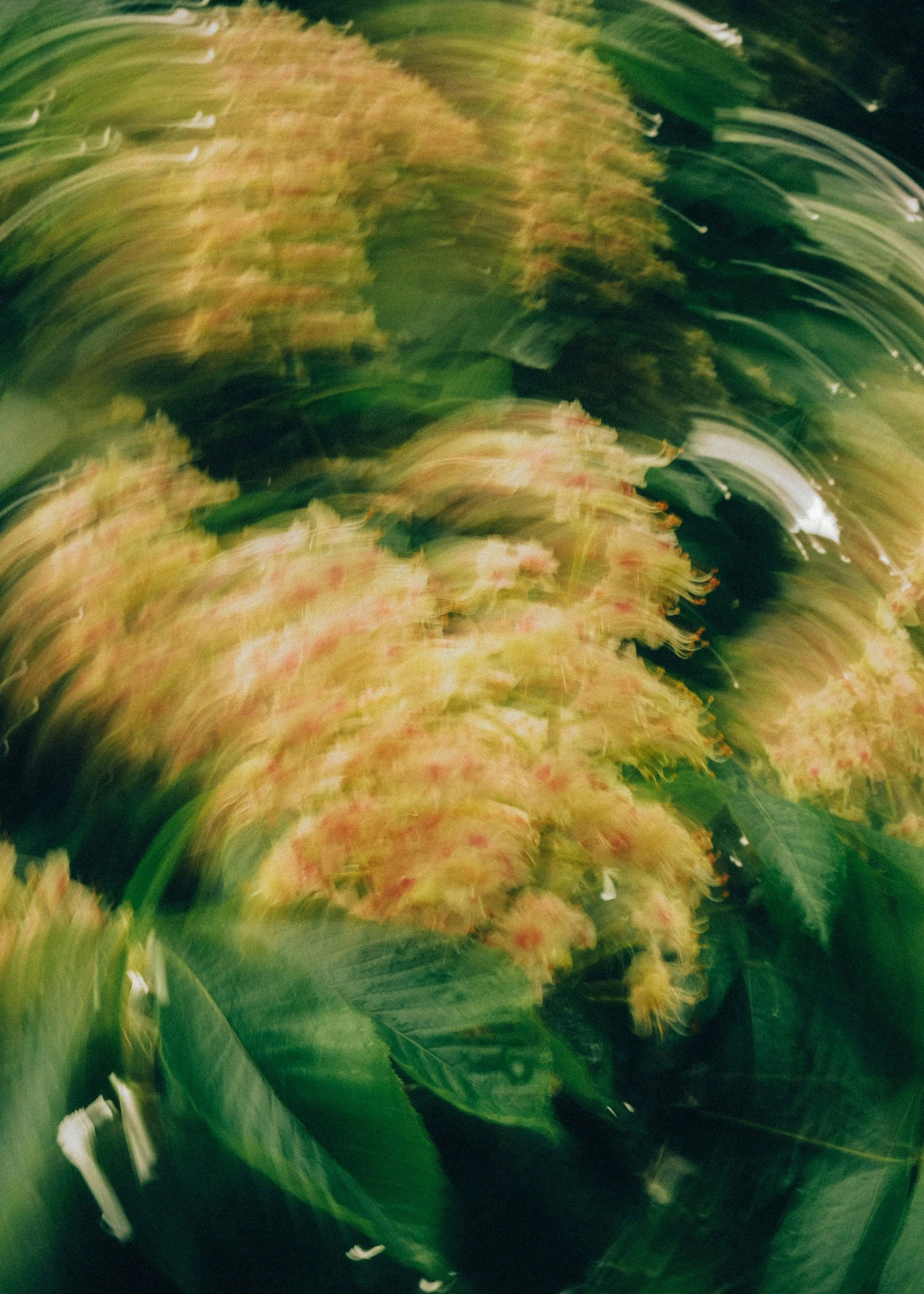 Blurred image of greenery in the form of plants and flowers, with streaks of light and color blending together.