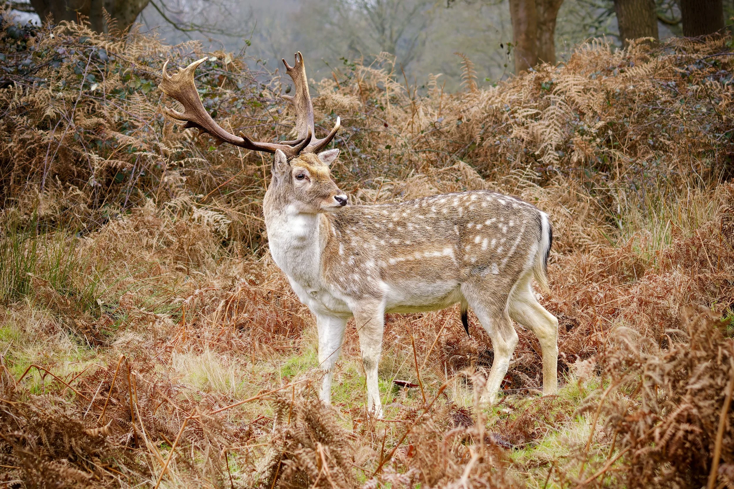 Fallow Deer Buck