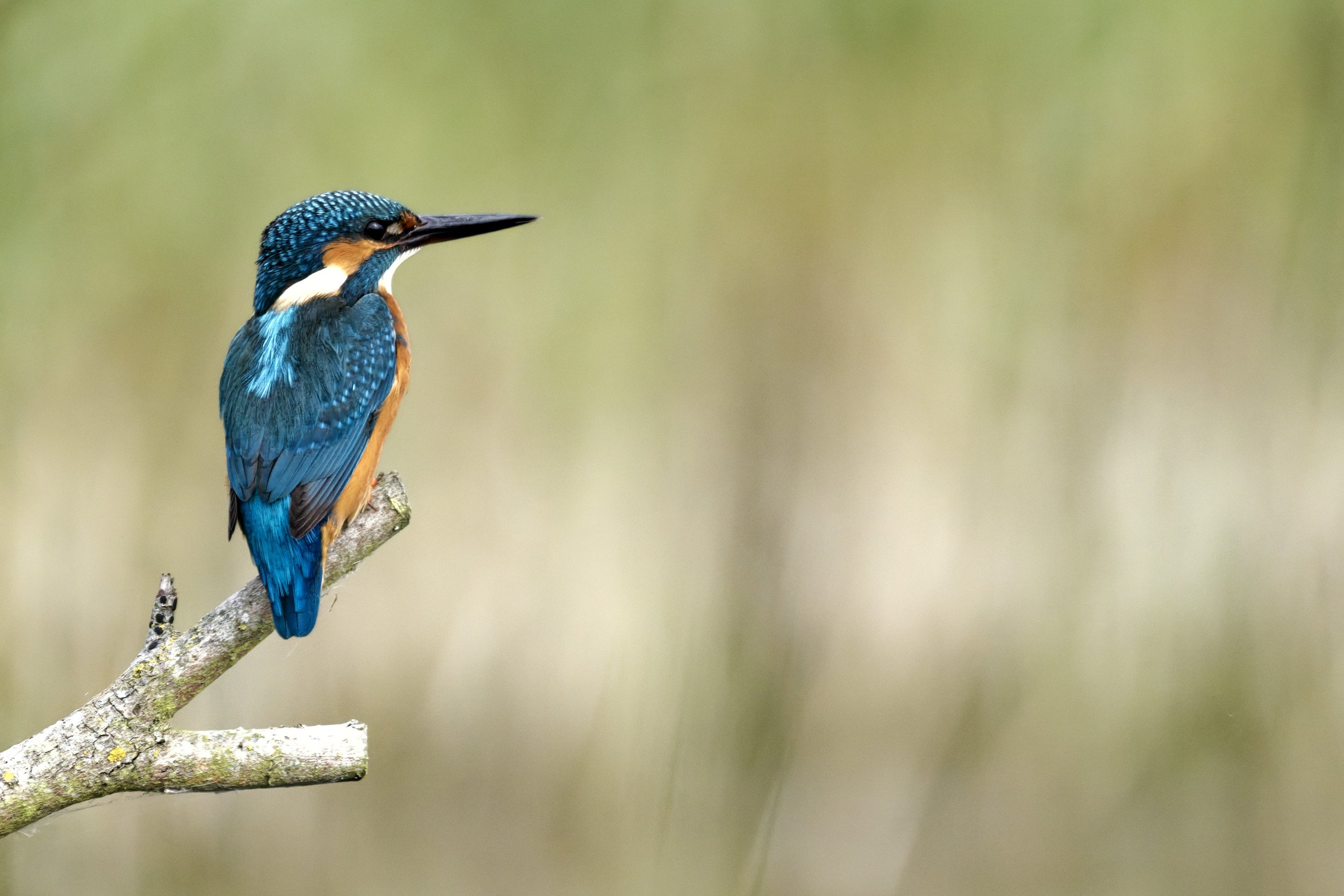 Kingfisher