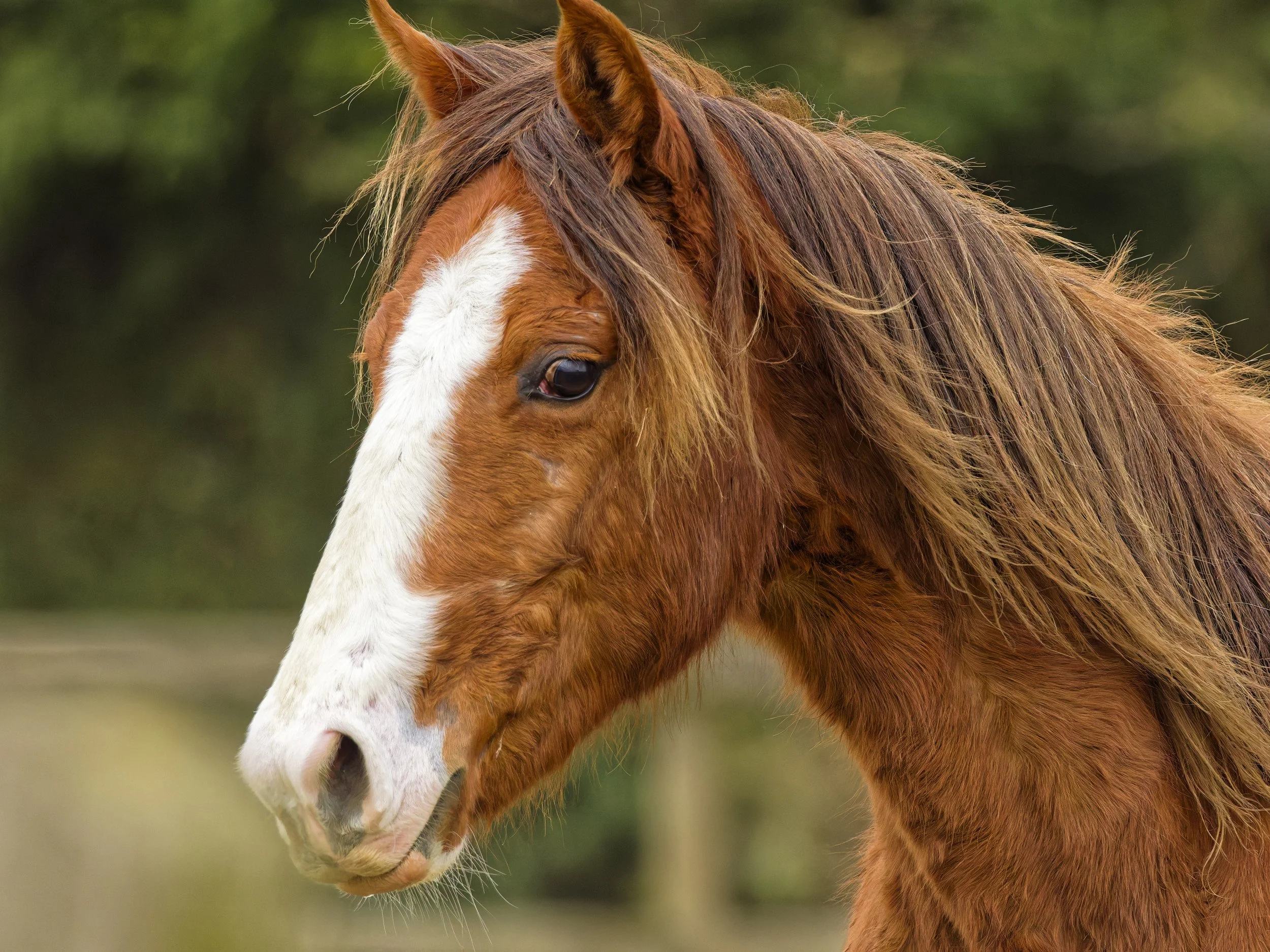 Young Foal