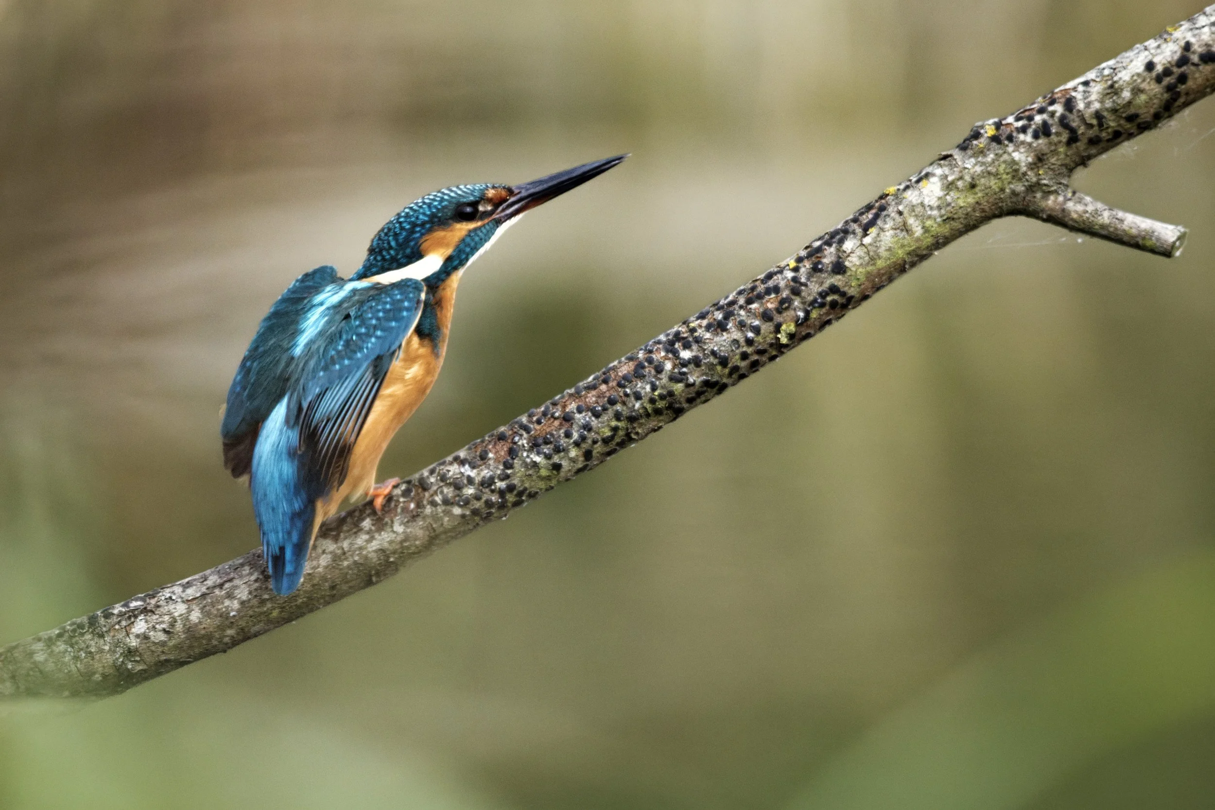 Kingfisher
