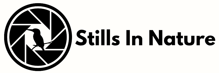 Stills in Nature