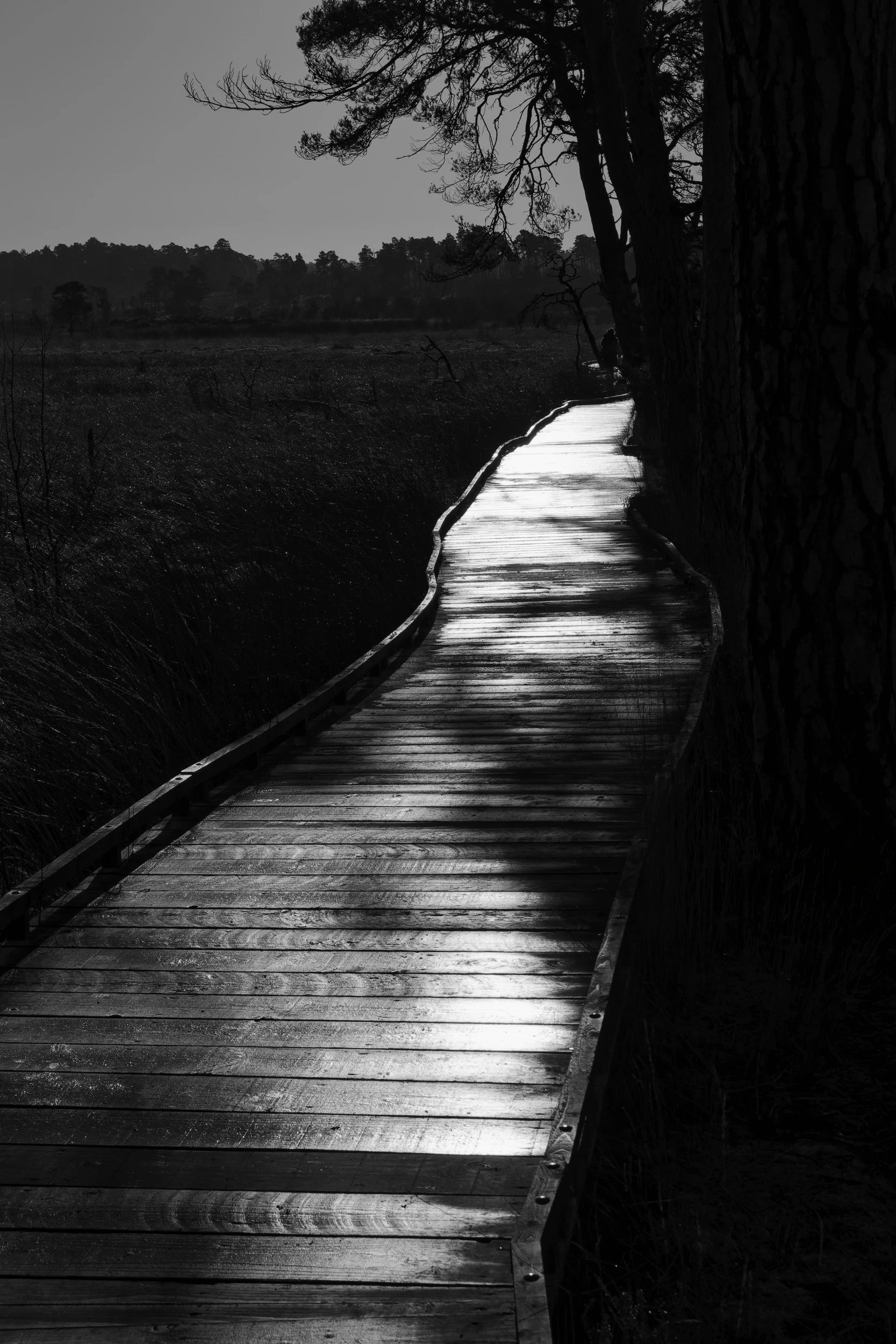 Moody Boardwalk
