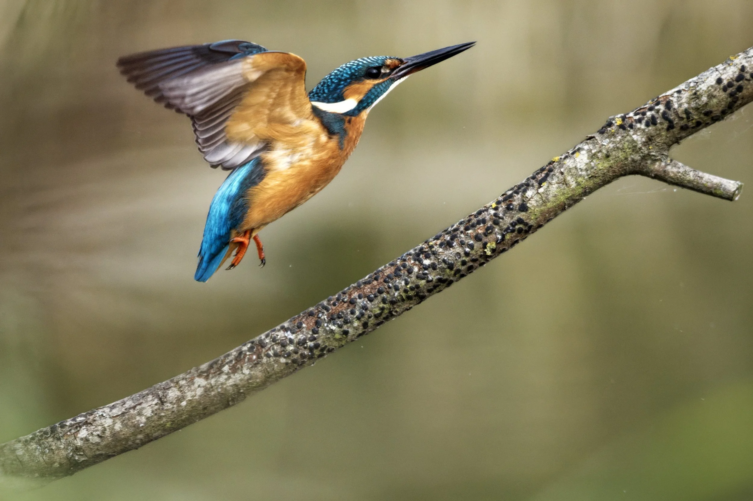 Kingfisher