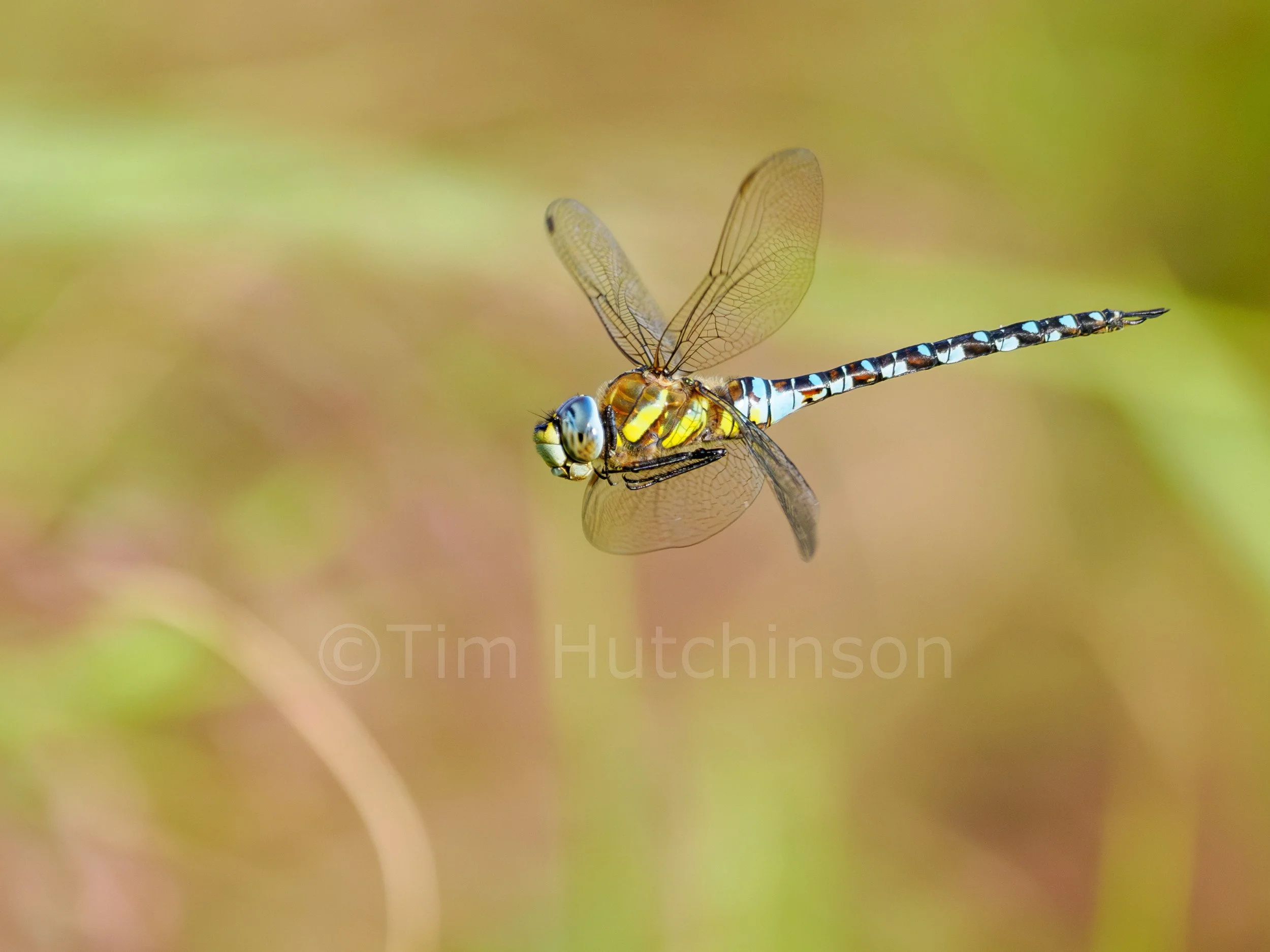 Southern Hawker_DxO_DxO.jpg