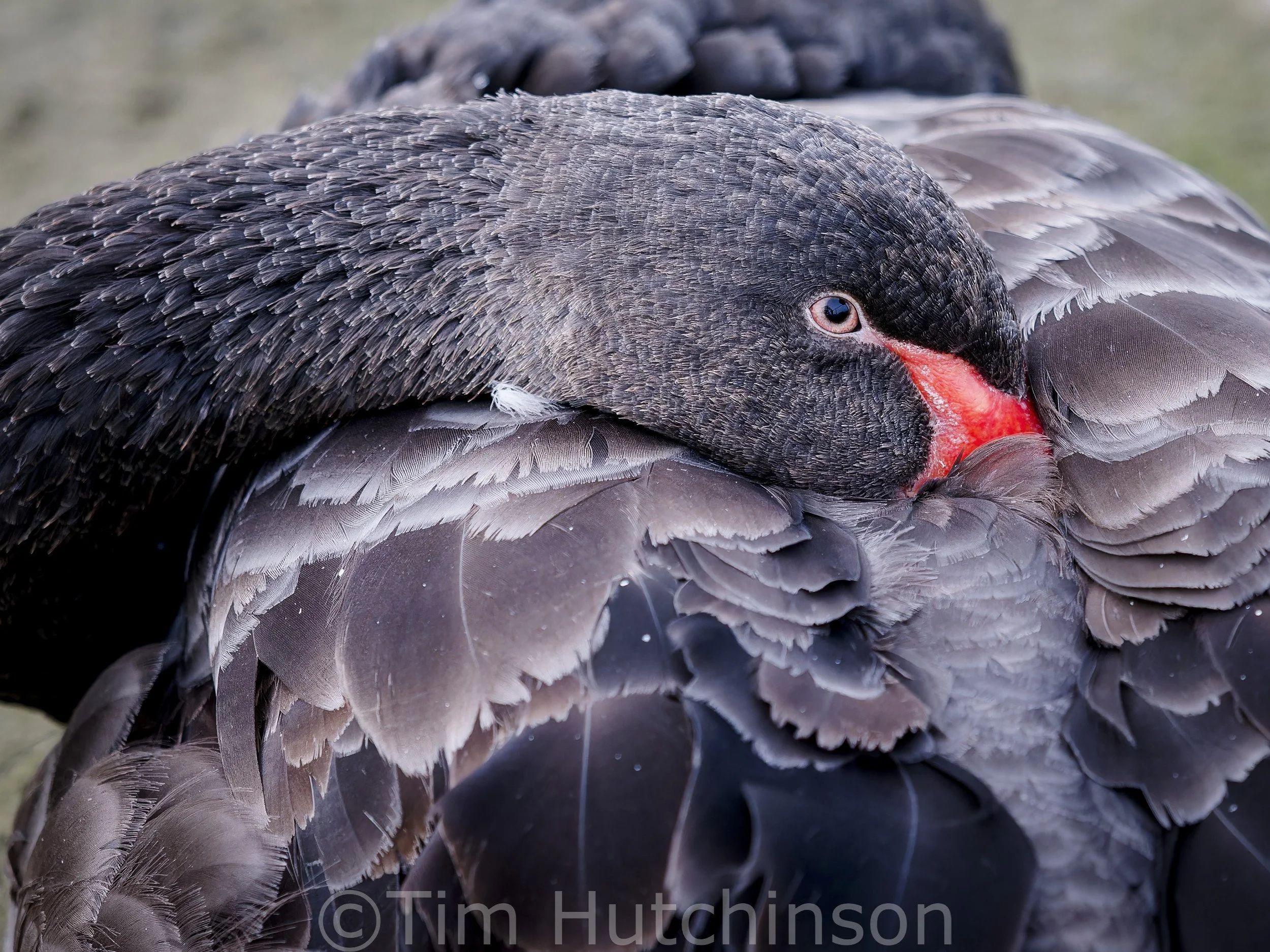 Black Swan2_DxO_DxO.jpg