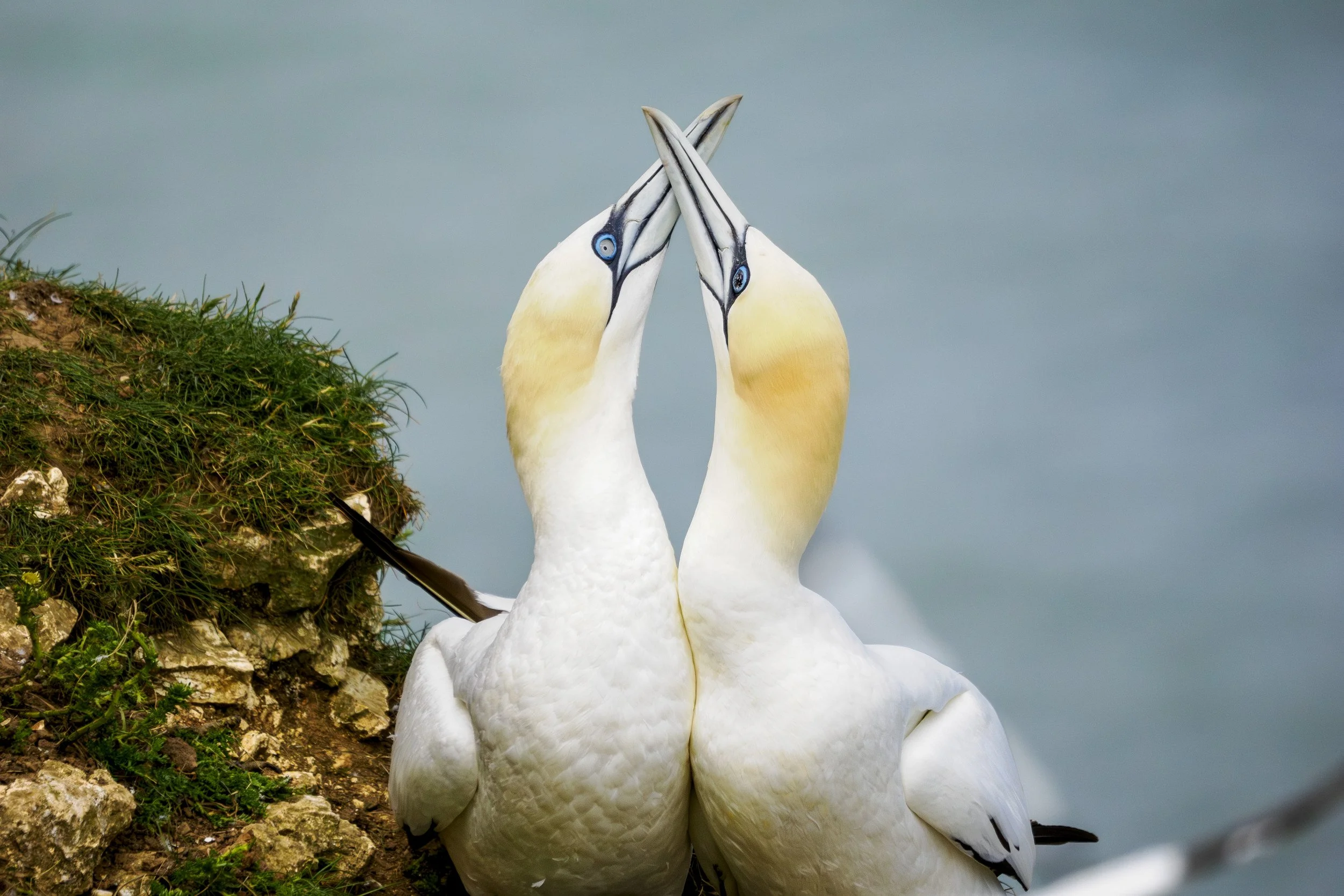 Gannet Pair