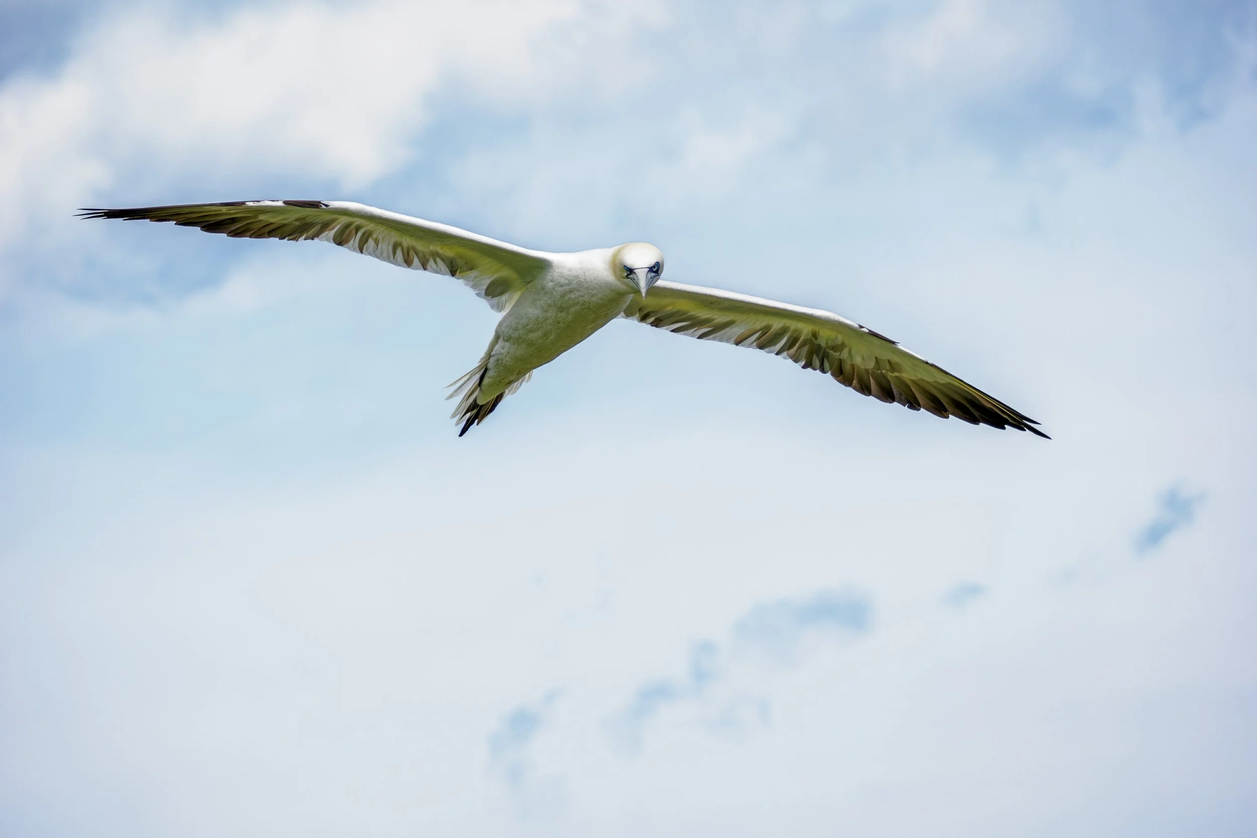 Gannet