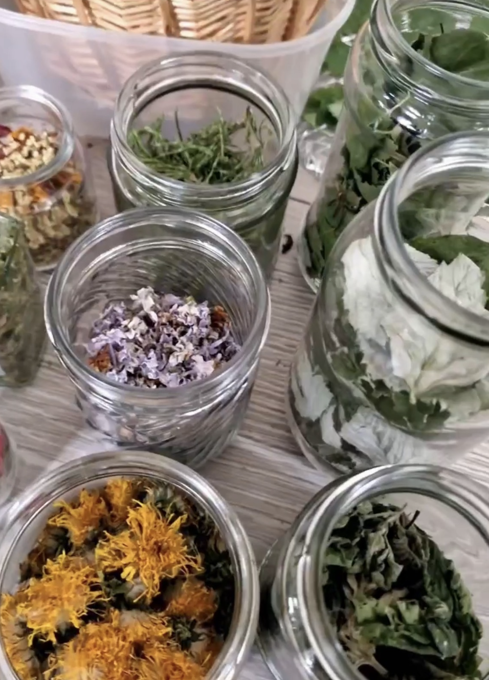 foraging and botanical dyeing workshop