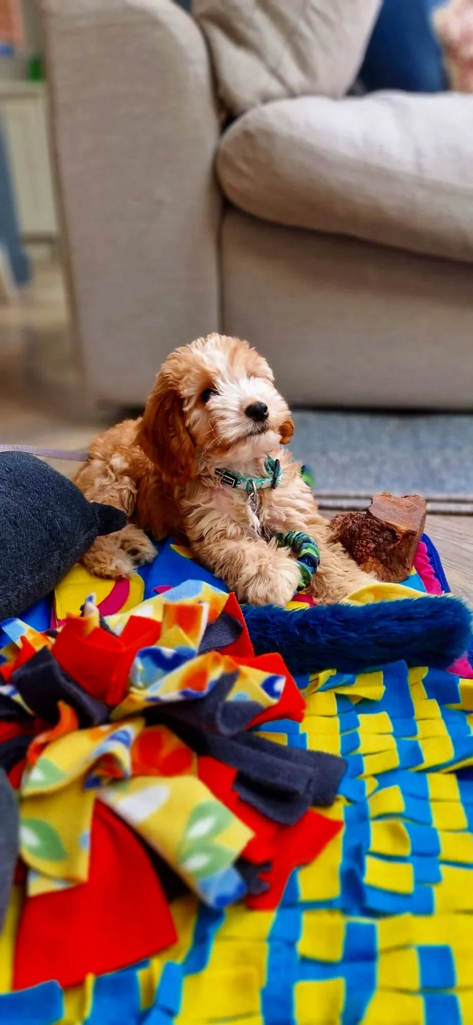 cockerpoo puppy sitting amongst toys