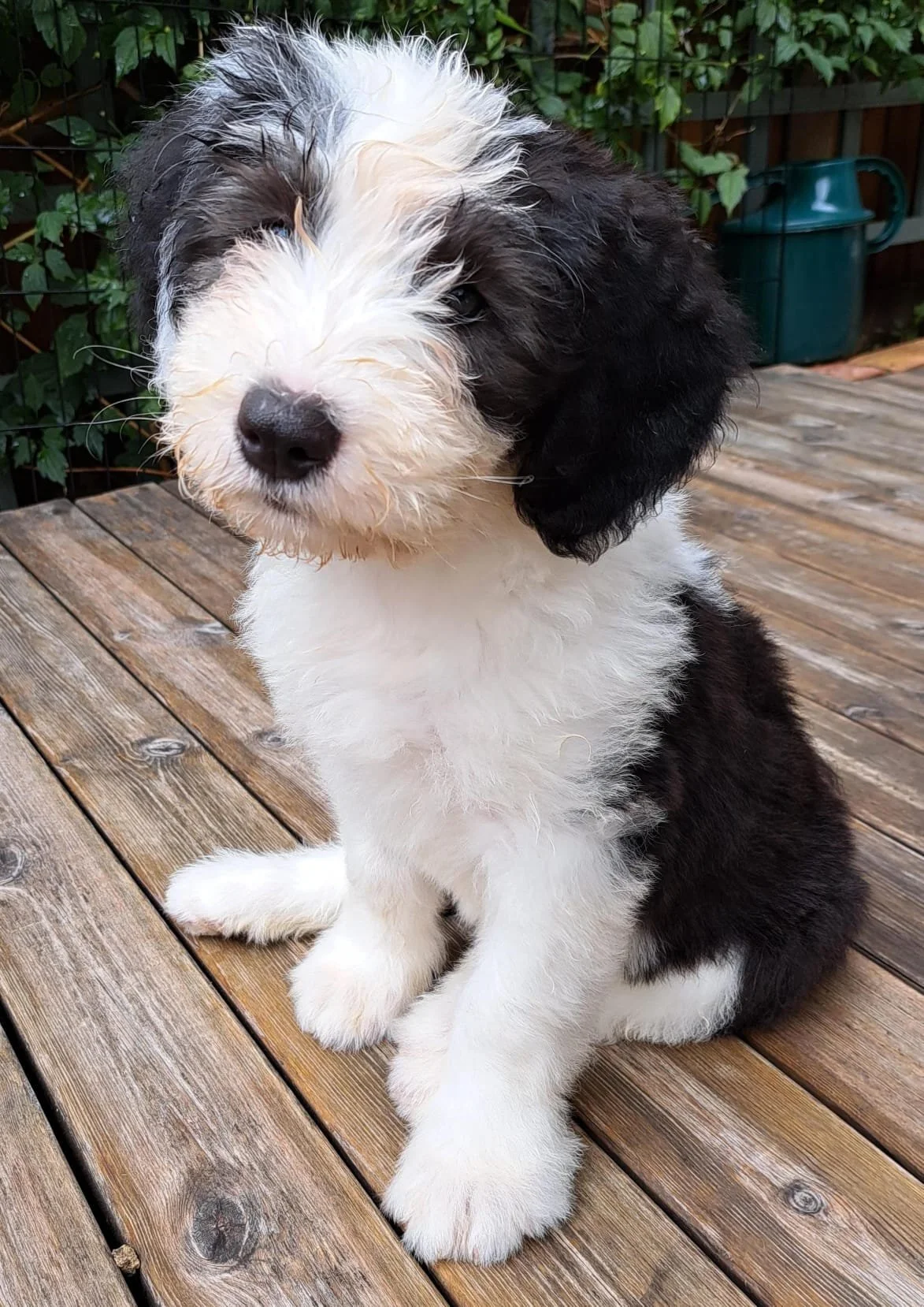 Old English Sheepdog puppy sitting on decking