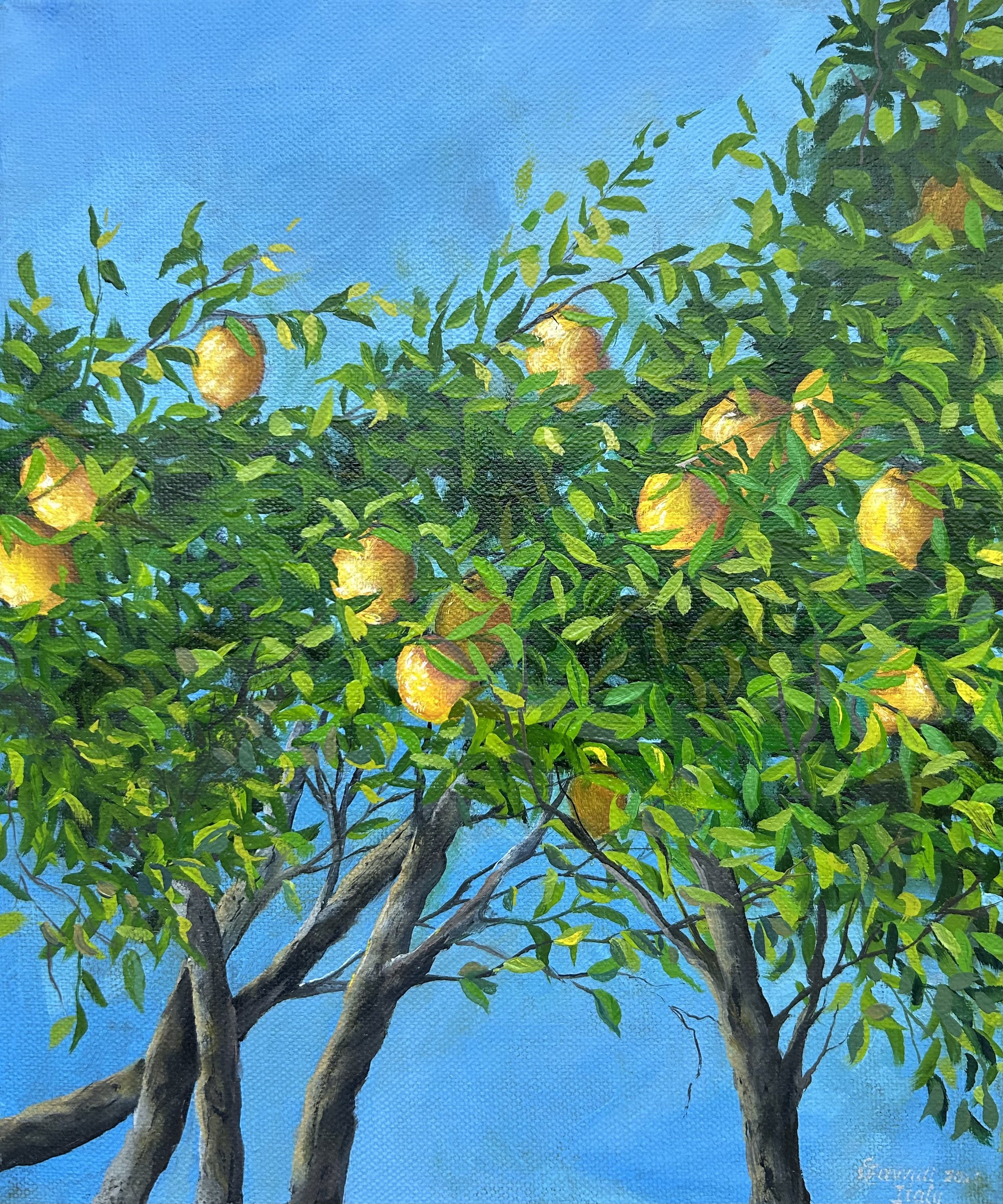 Lemon Tree