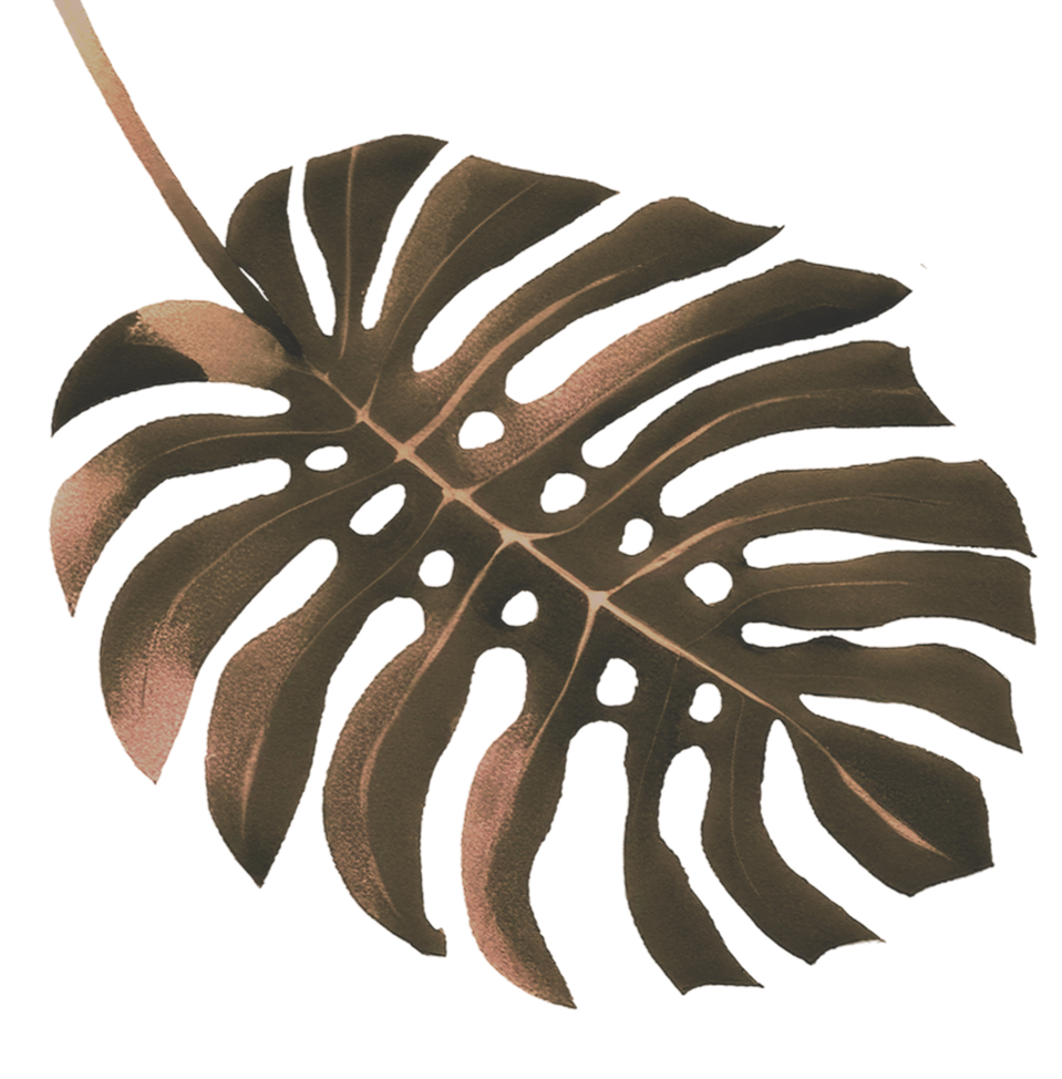 A tropical monstera leaf with dark green and brown hues, featuring distinctive perforations and split edges.