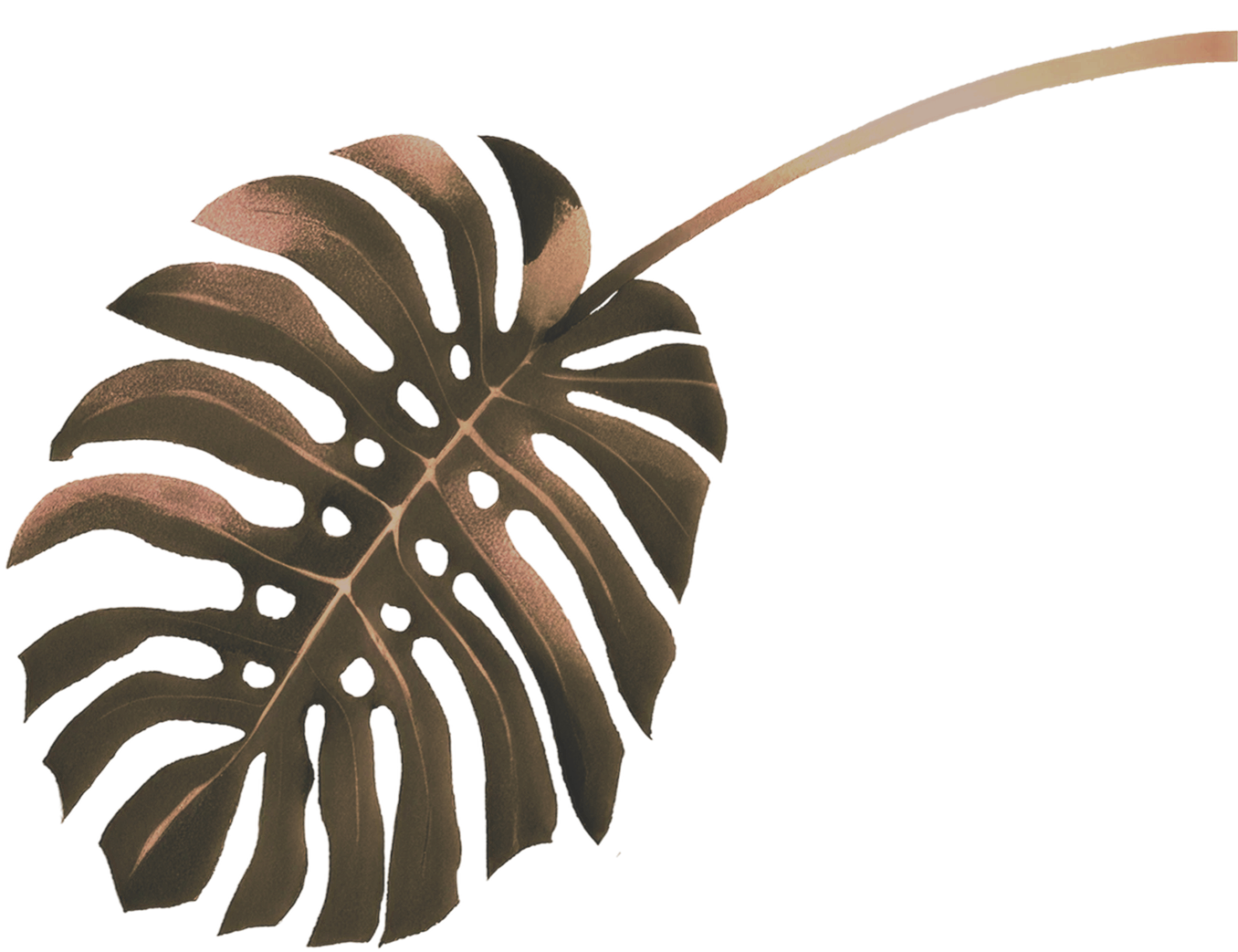 A dark brown Monstera leaf with cutouts, isolated on a black background, with an extended stem.