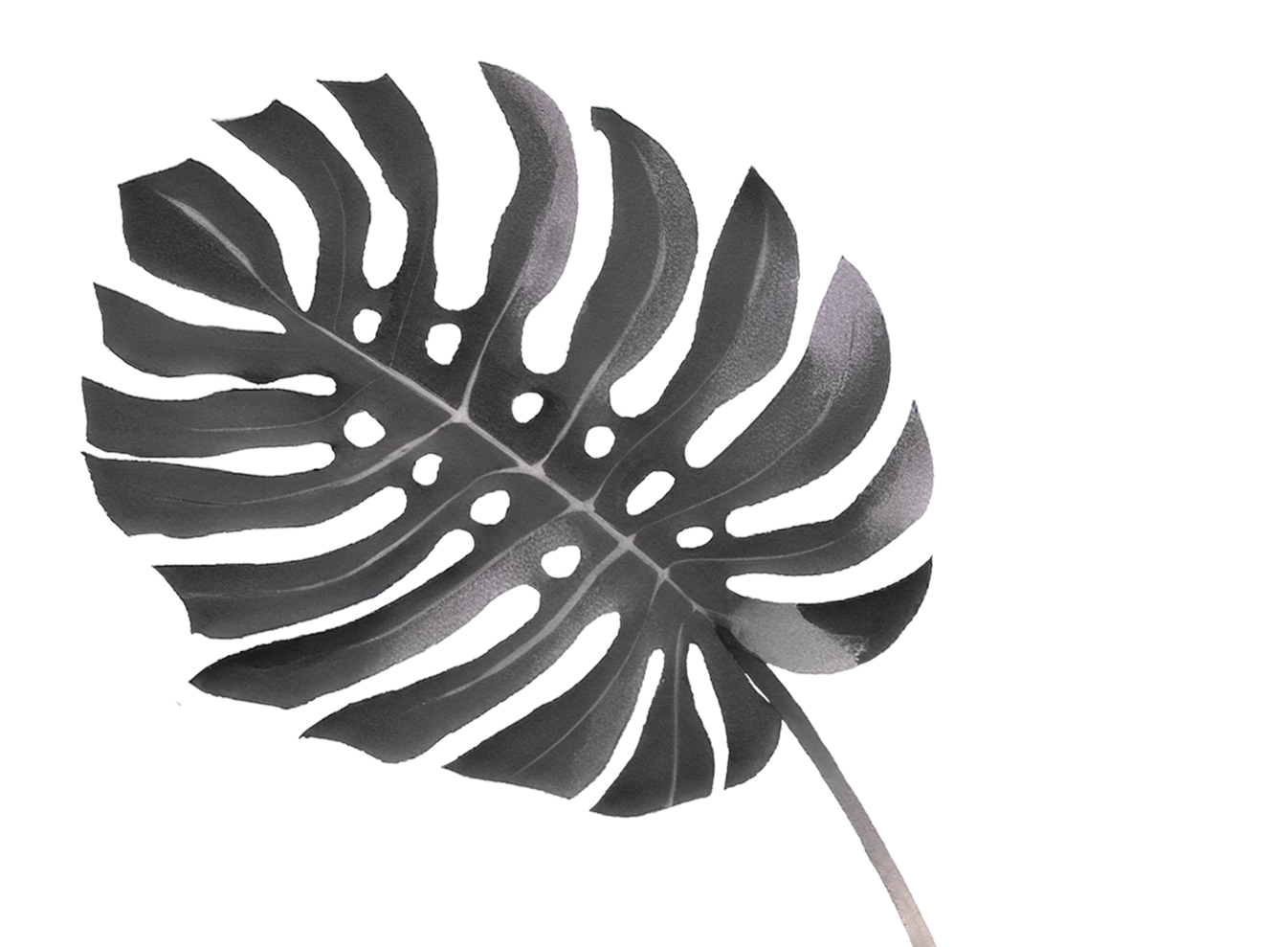 Black and white Monstera leaf with distinctive split and hole pattern.