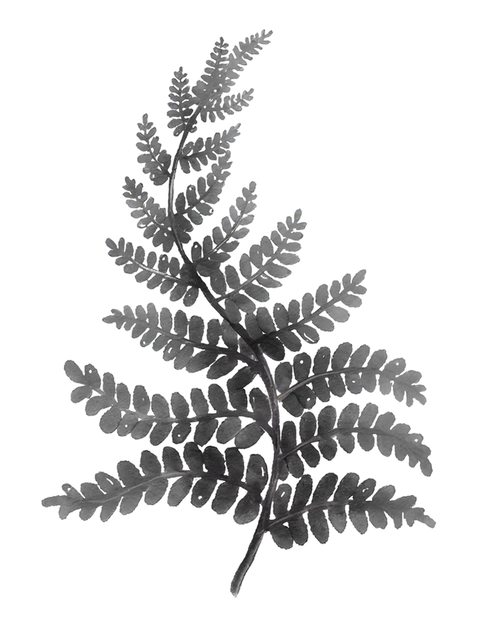 Gray fern leaf with multiple small leaflets arranged along a central stem.