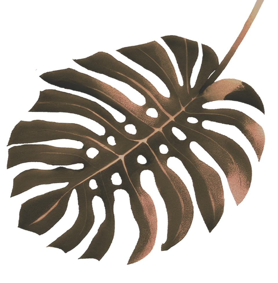 A close-up image of a Monstera leaf with distinctive holes and splits, displaying dark green to brownish hues.