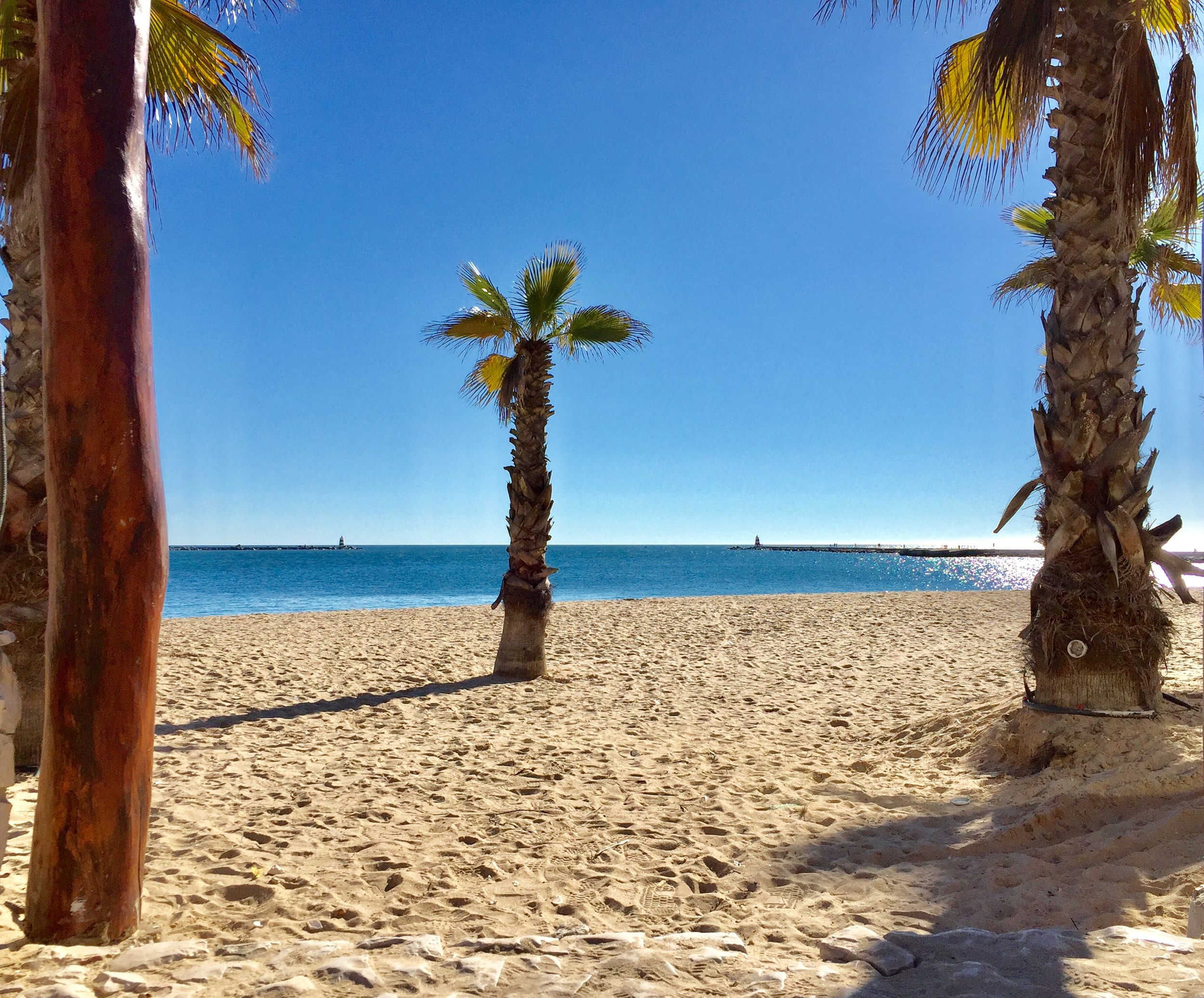 Palm tree on the beach