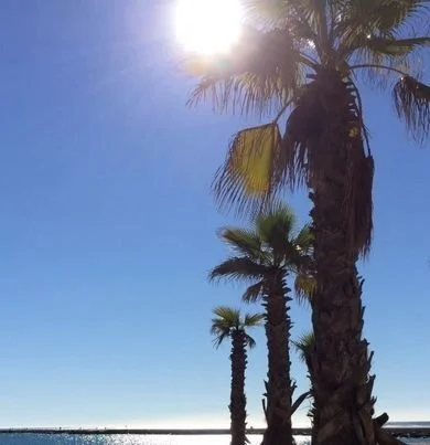 Palm trees in the sun